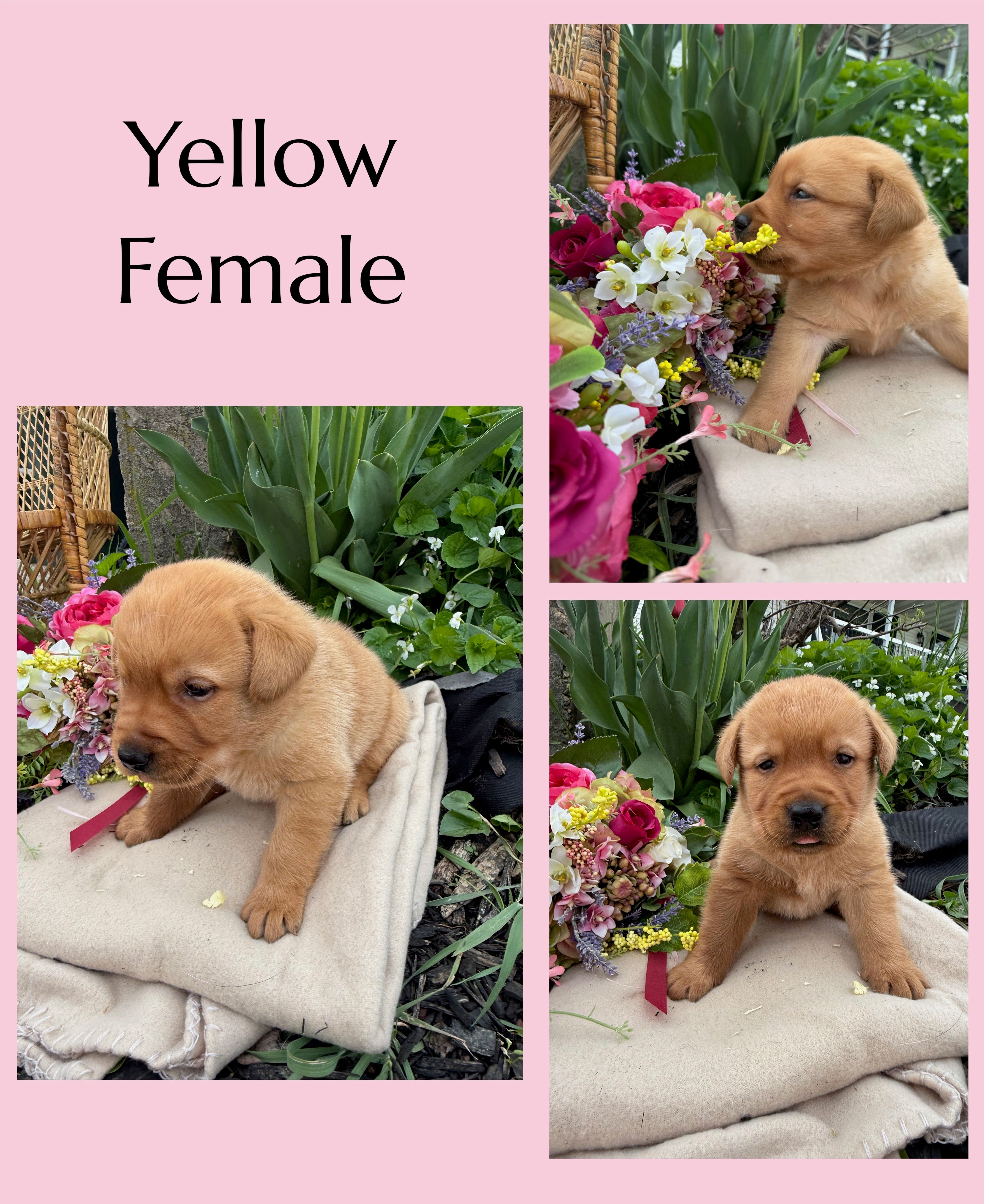 English Red Female – Labrador Retriever puppy for sale in Fennimore, WI