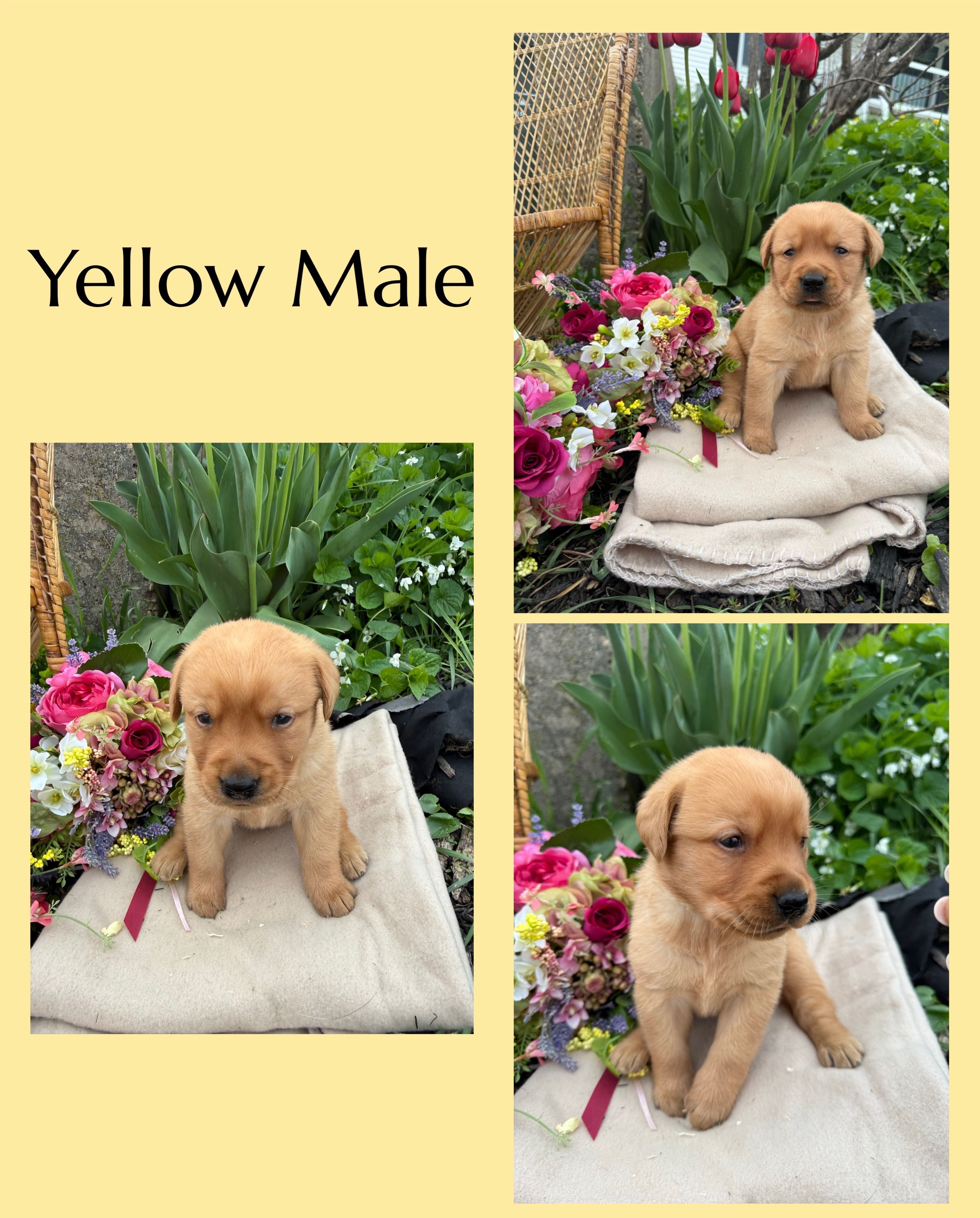 English Red Male – Labrador Retriever puppy for sale in Fennimore, WI