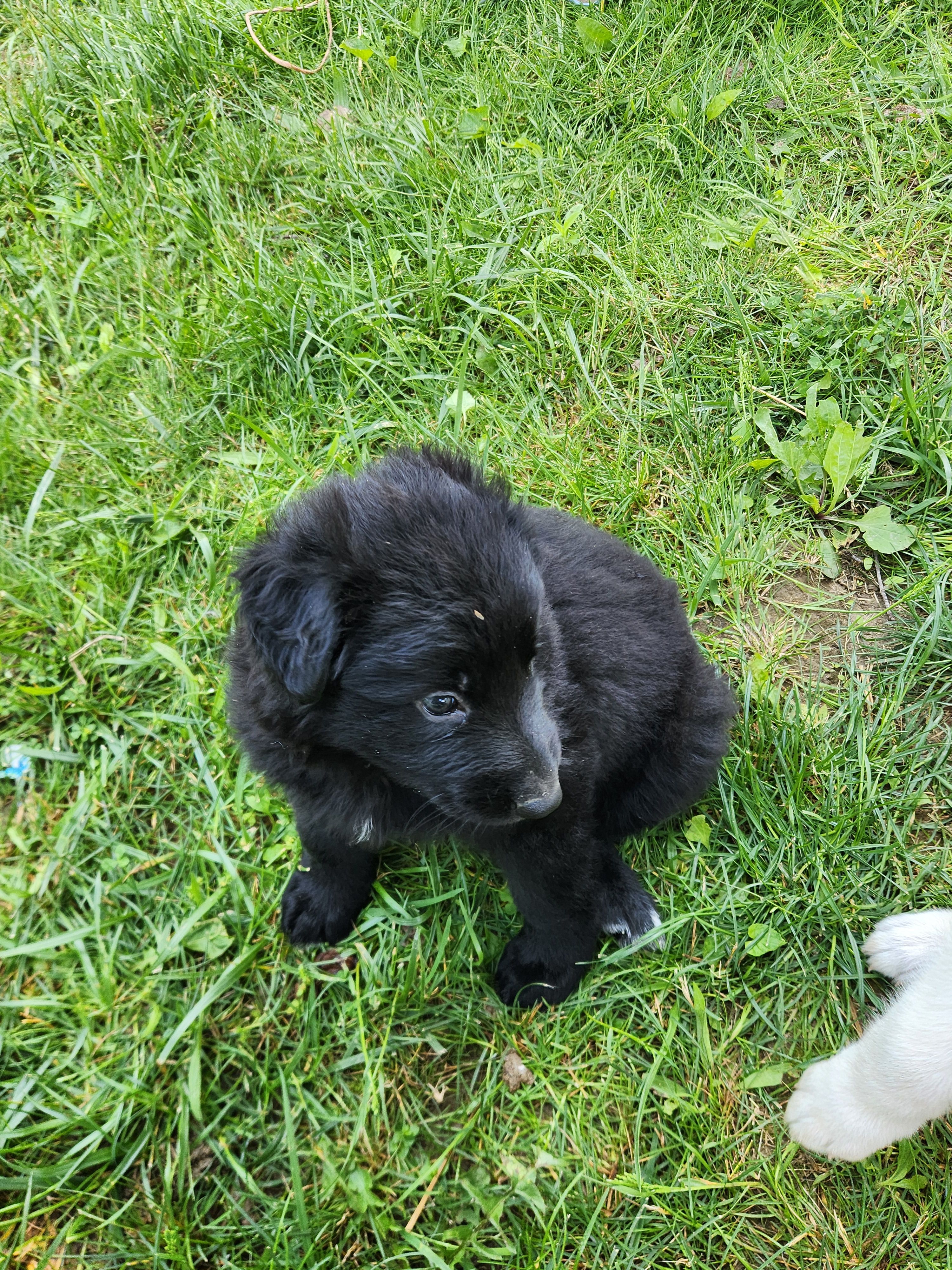 Akc purple female long hair – German Shepherd Dog puppy for sale in New Vienna, OH