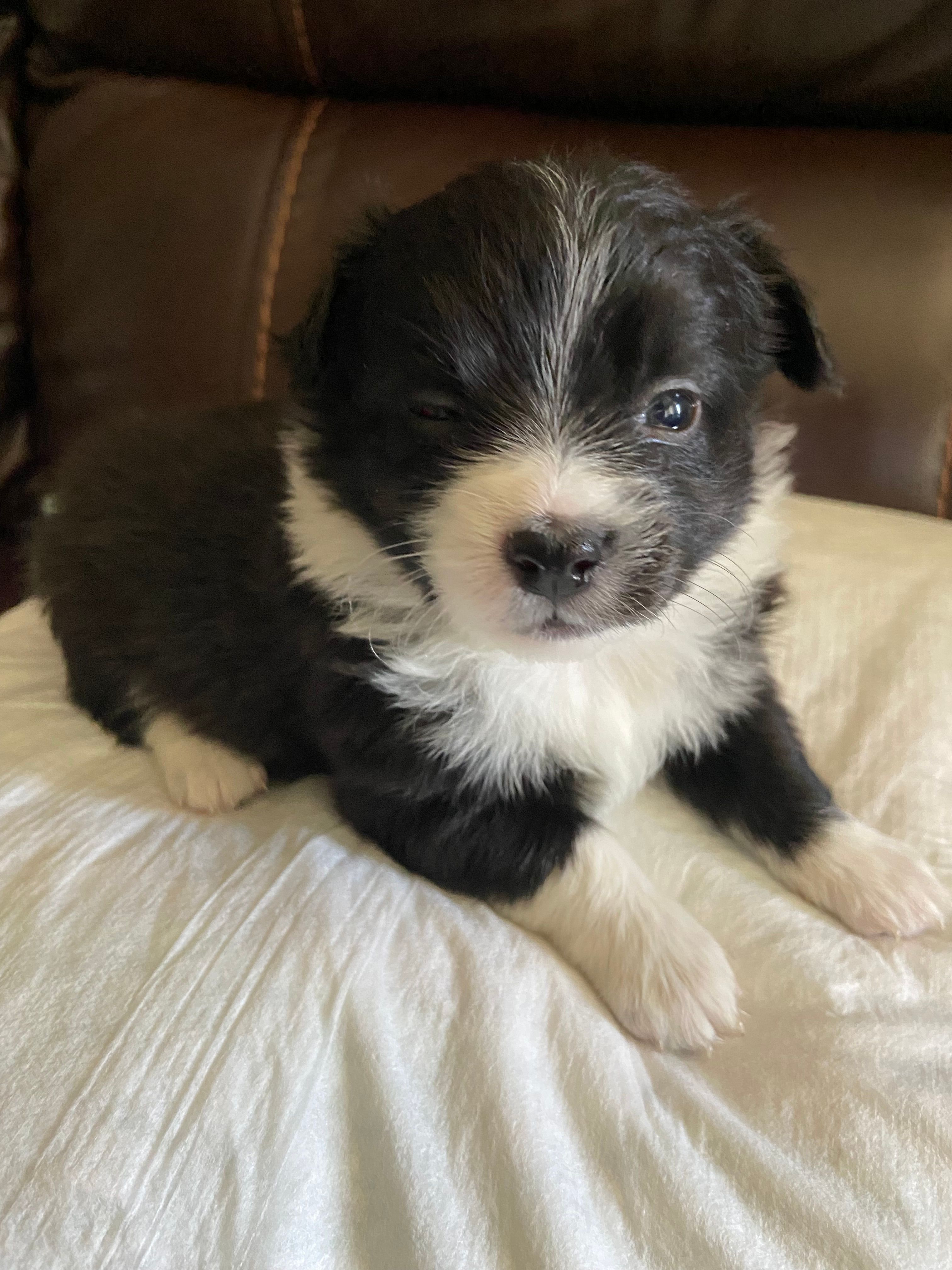 Oreo – Pomchi puppy for sale in Greensboro, NC