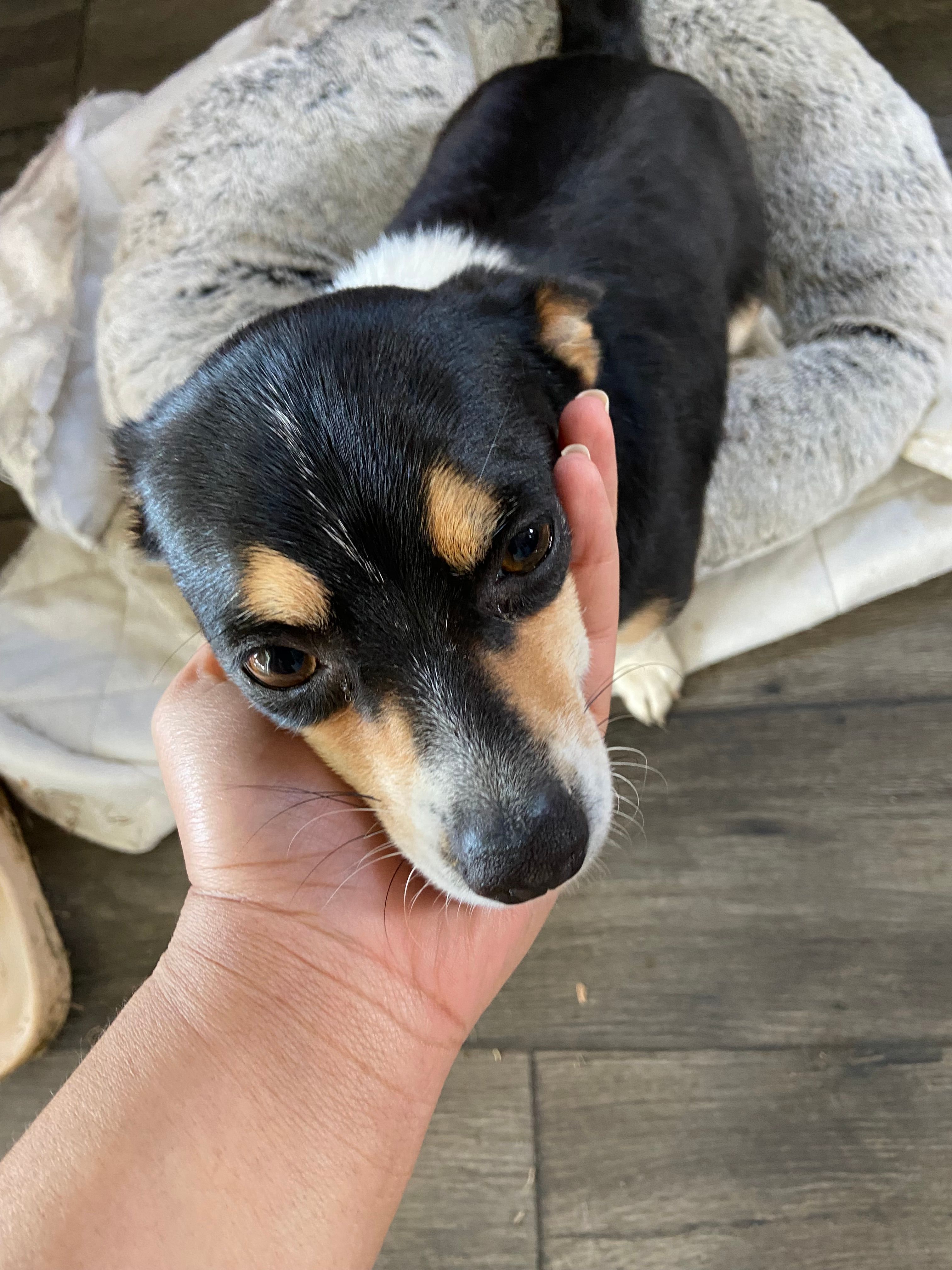 Shortie  – Pomchi puppy for sale in Greensboro, NC