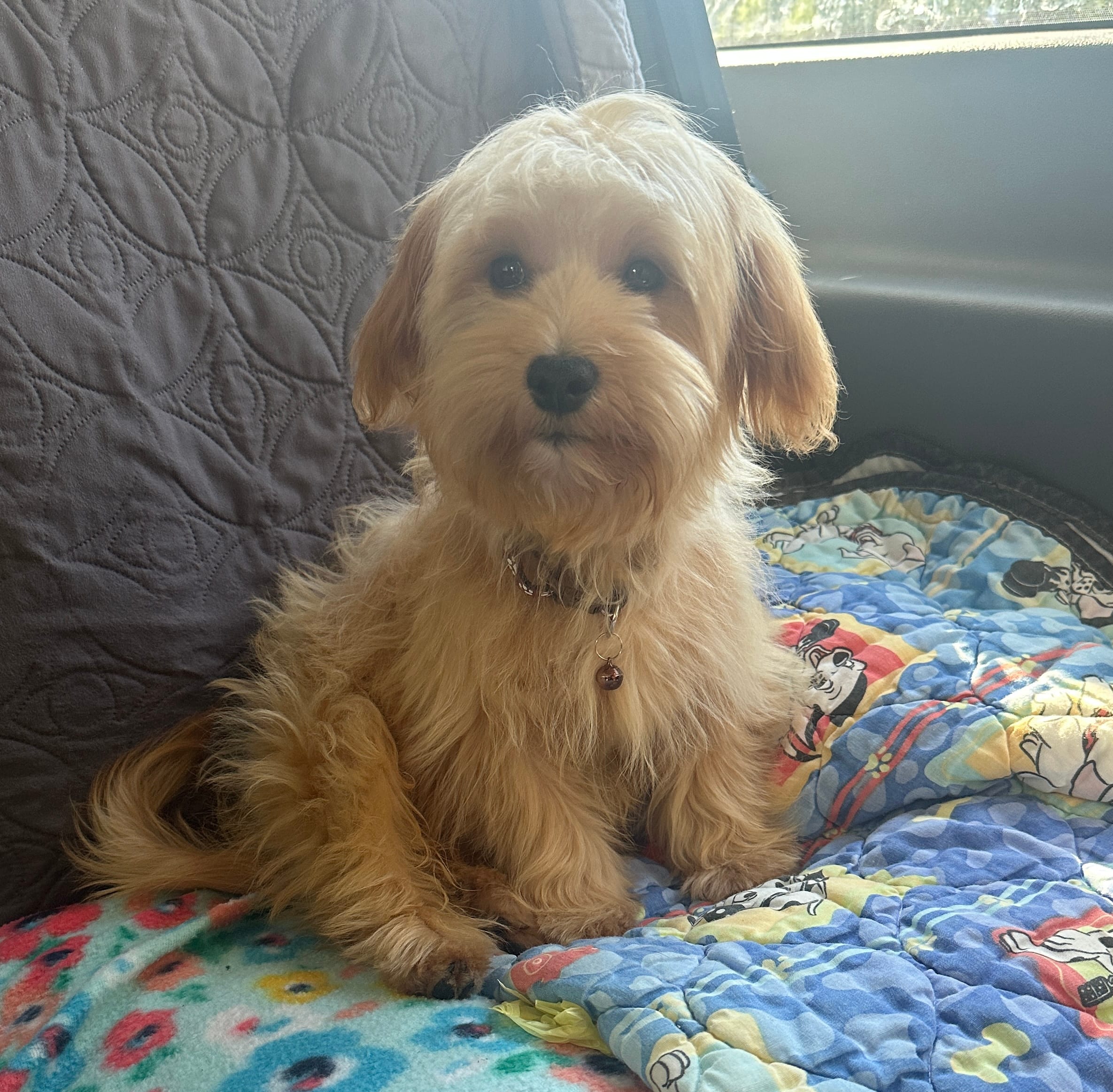 Cooper – Yorkipoo puppy for sale in Georgetown, DE