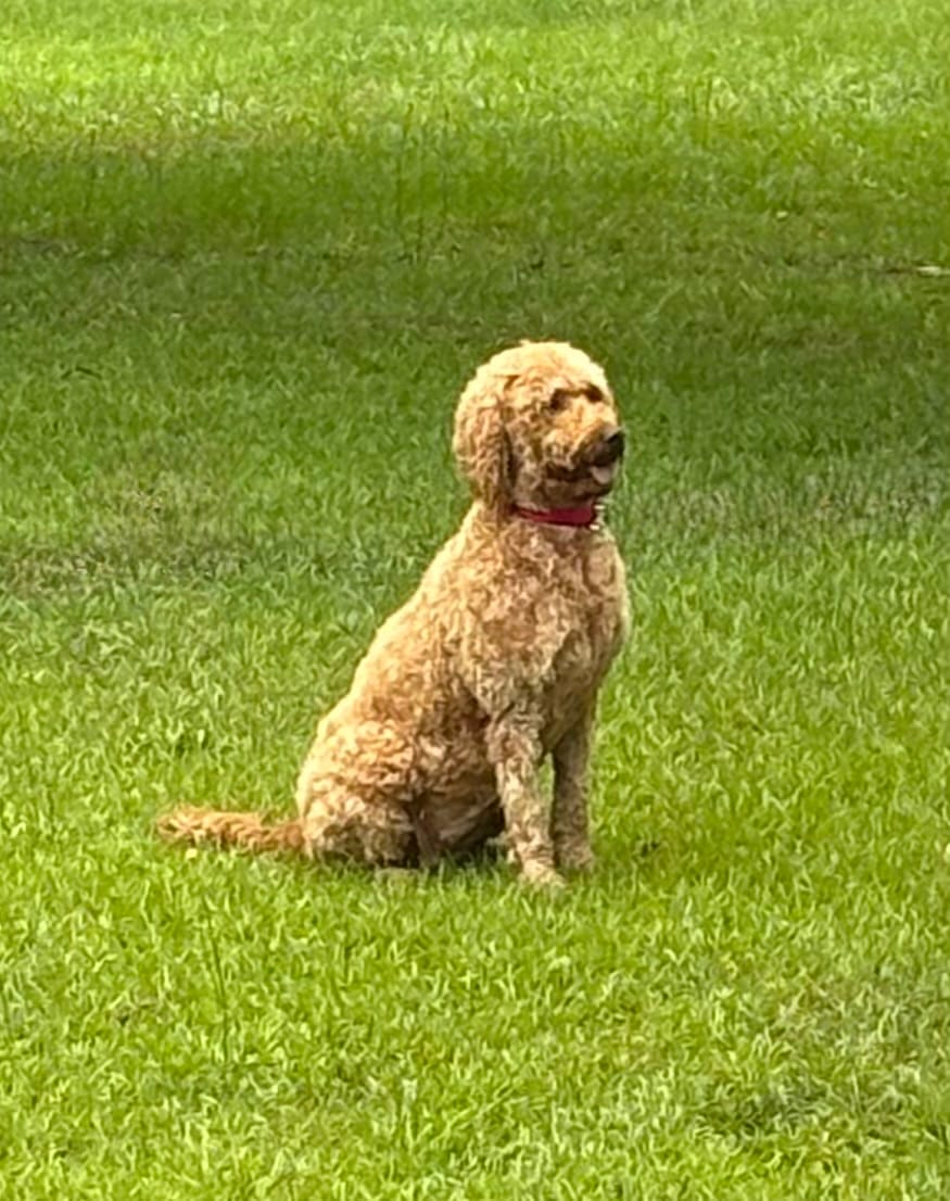 June  – Goldendoodle puppy for sale in Macon, GA