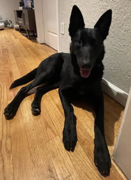 Hex  – Belgian Malinois puppy for sale in Chattanooga, TN