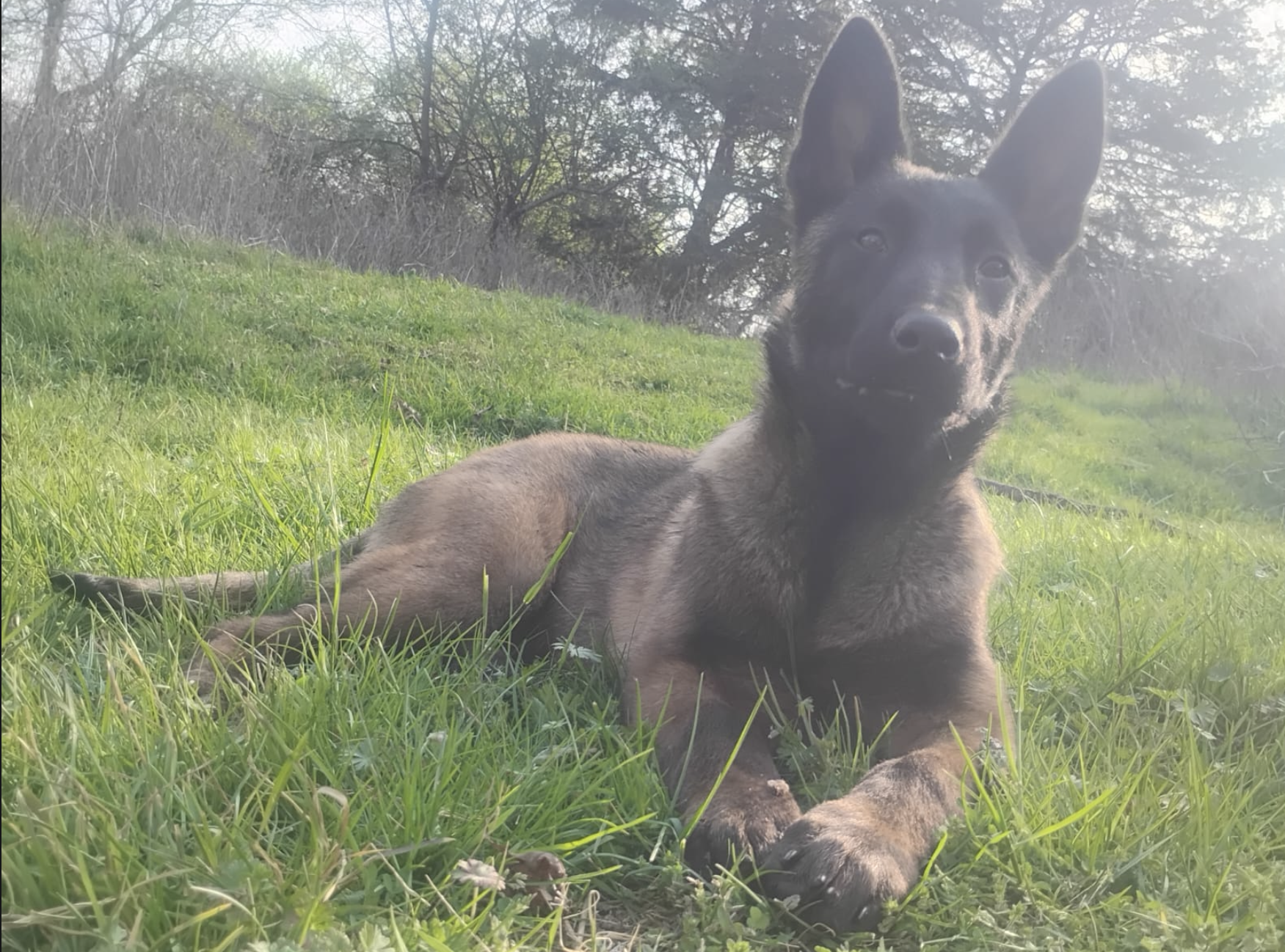 Sheila – Belgian Malinois puppy for sale in Chattanooga, TN