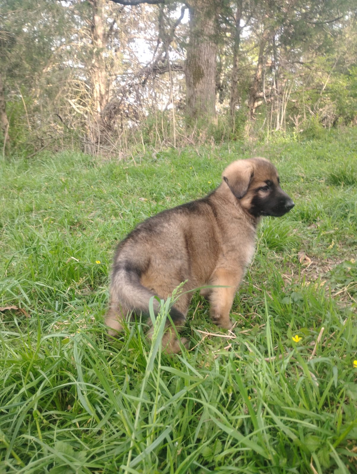 Heartthrob- Stock Coated Male – German Shepherd Dog puppy for sale in Chattanooga, TN