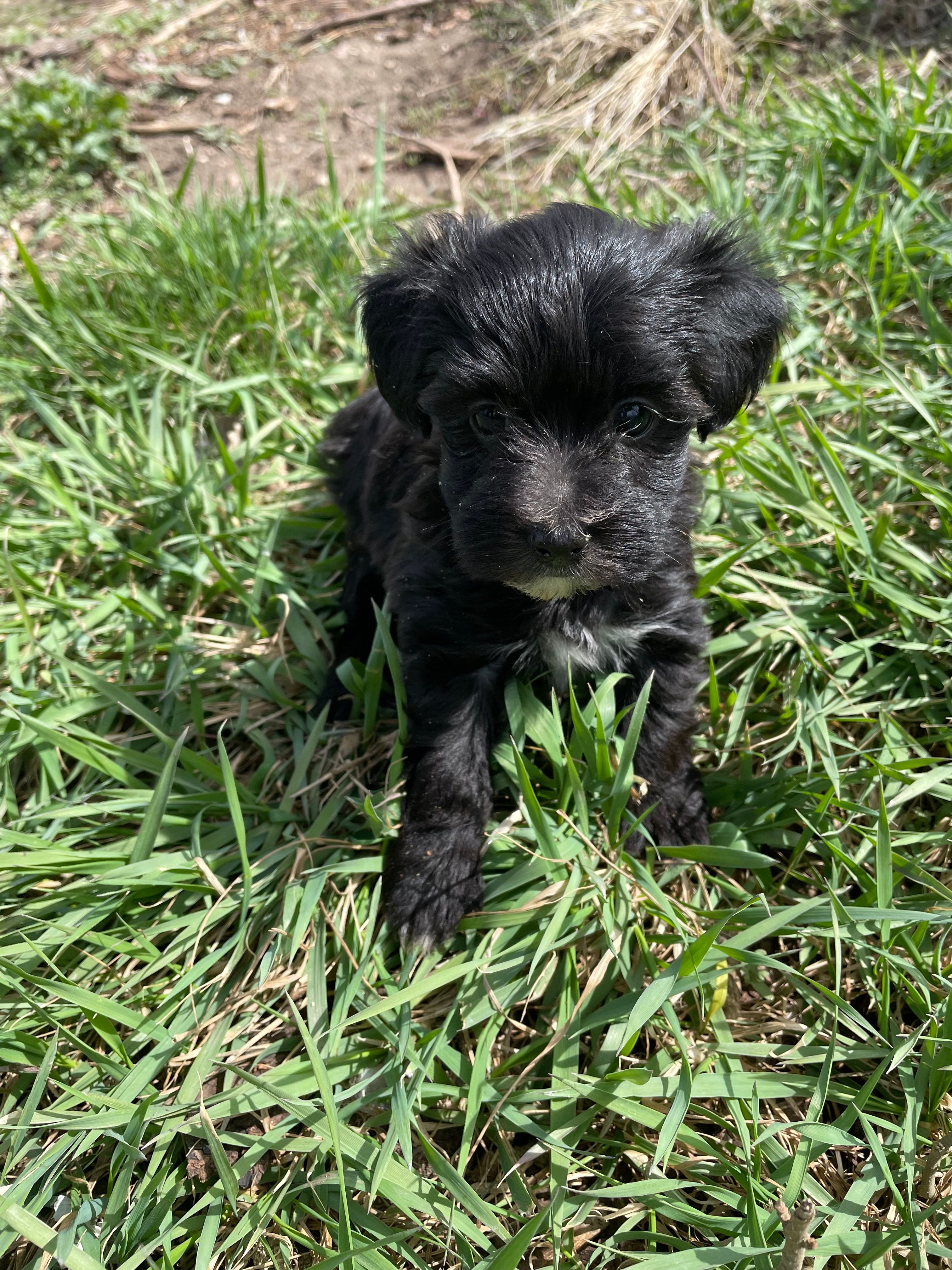 Raven  – Yorkipoo puppy for sale in Sioux Center, IA