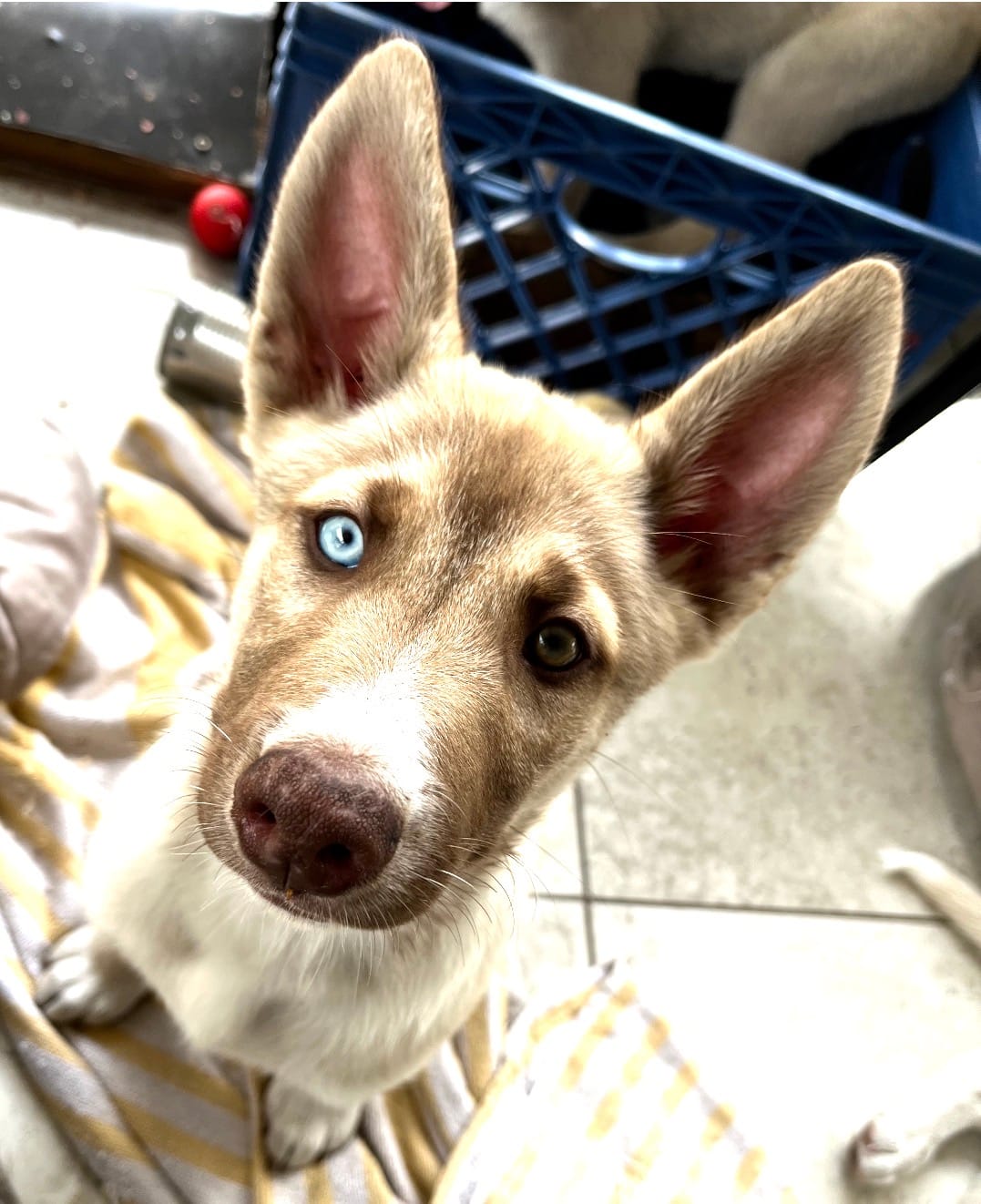 Mufasa – Belgian Malinois, Siberian Husky puppy for sale in Orlando, FL