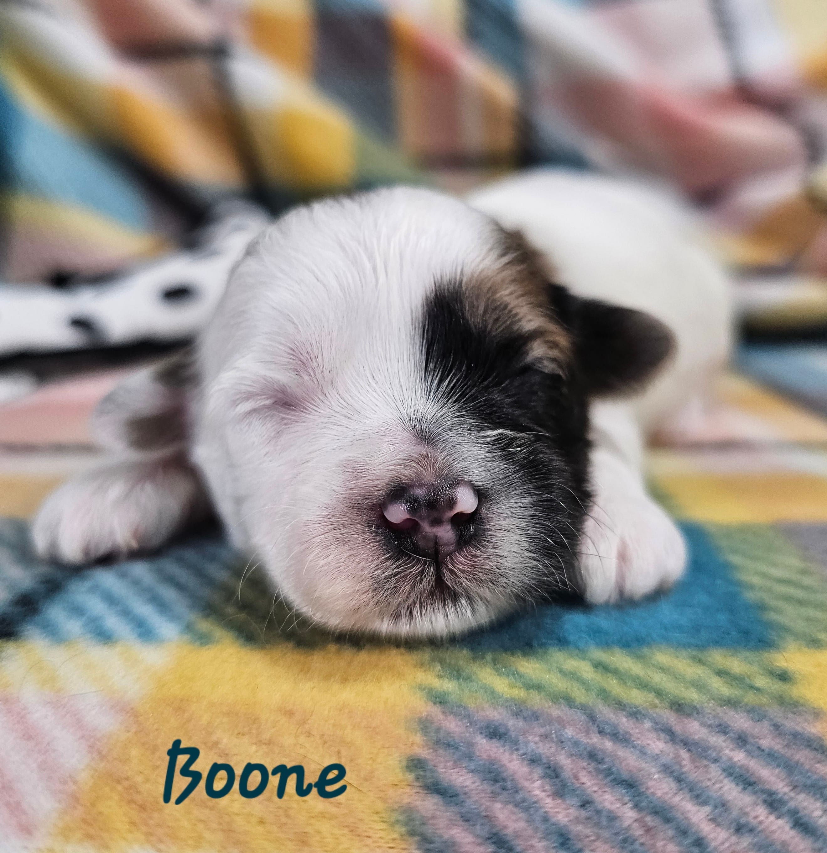 Boone – Shihpoo puppy for sale in Goshen, IN