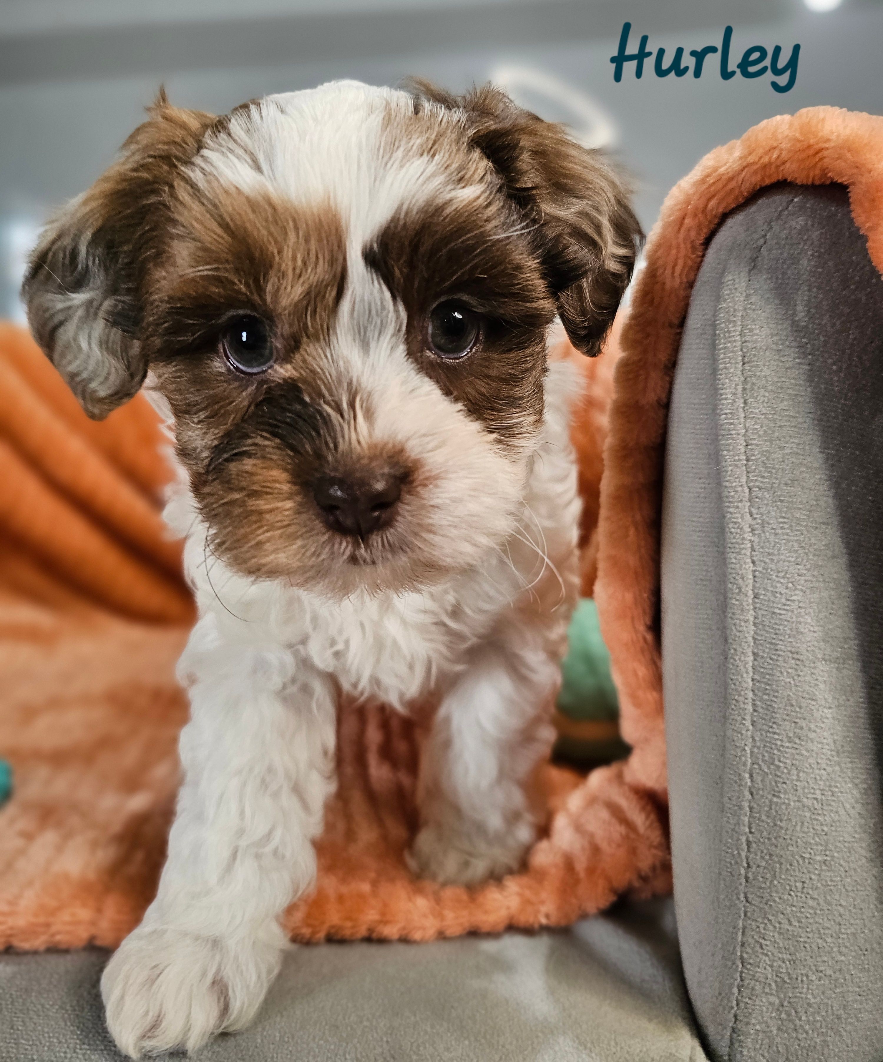 Hurley – Shihpoo puppy for sale in Goshen, IN