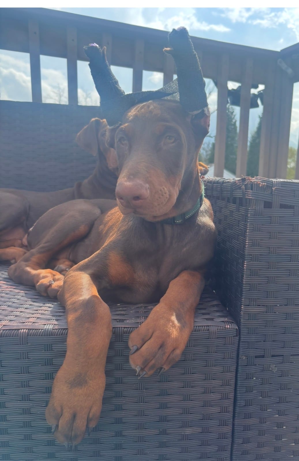 Green  – Doberman Pinscher puppy for sale in Cincinnati, OH