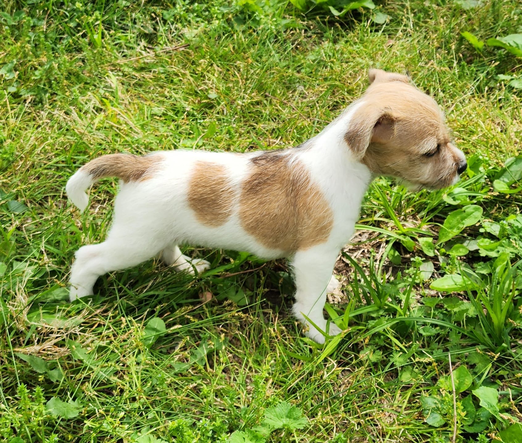 Lester  – Jack Russell Terrier, Rat Terrier puppy for sale in Cedar Vale, KS