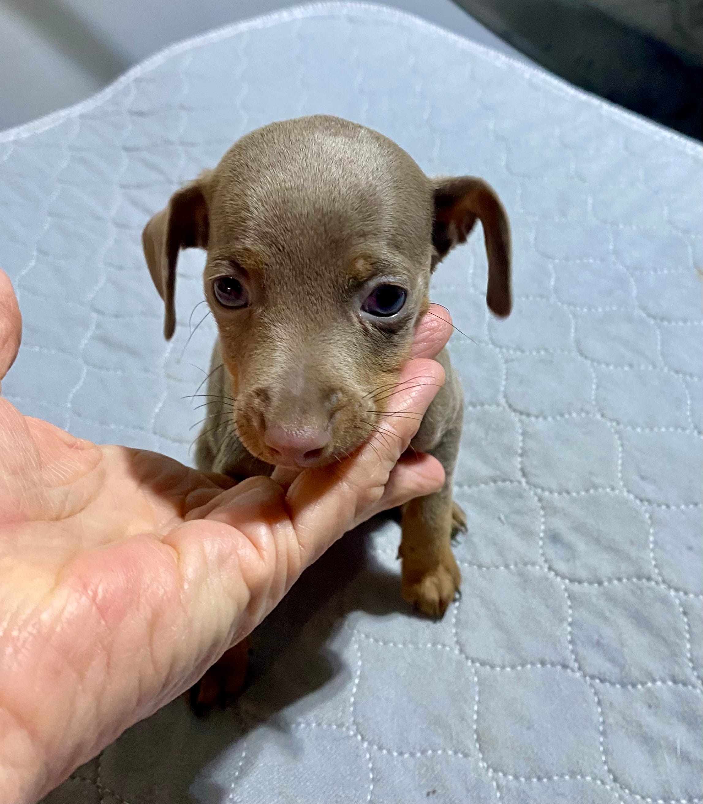 Mp girl 2 – Miniature Pinscher puppy for sale in Ocilla, GA