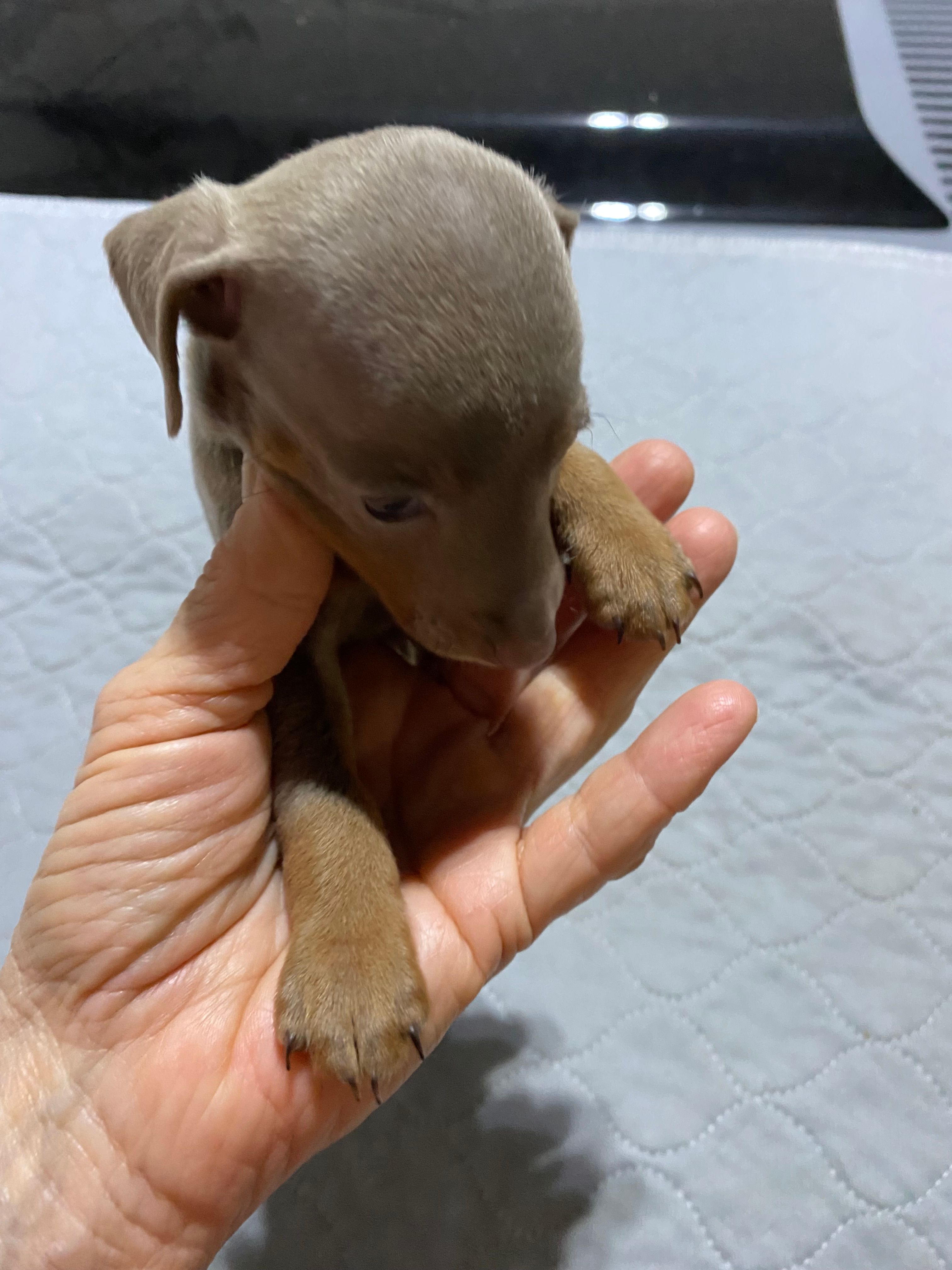 Mp girl 2 – Miniature Pinscher puppy for sale in Ocilla, GA