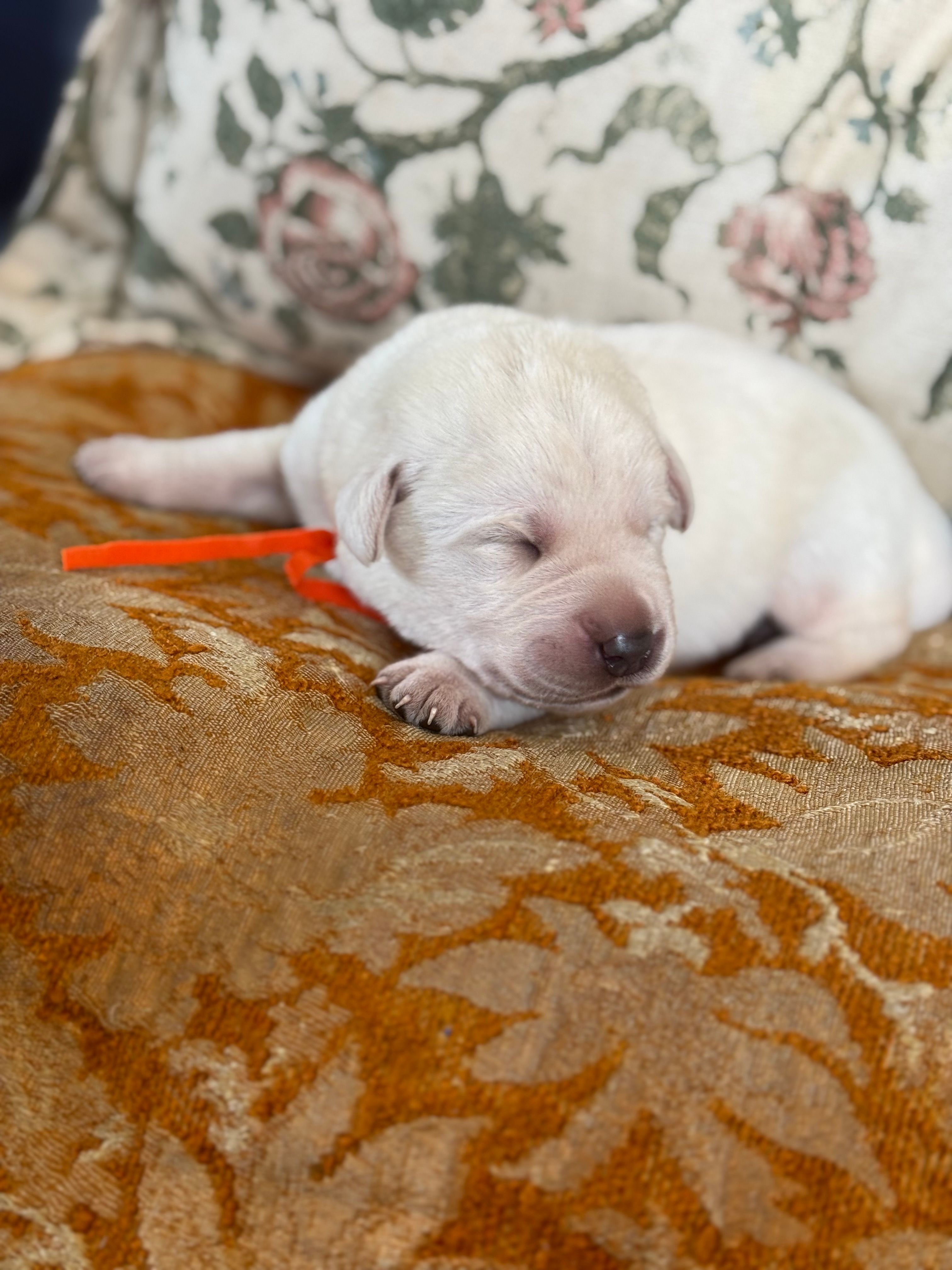 Hopper  – Labrador Retriever puppy for sale in Isanti, MN