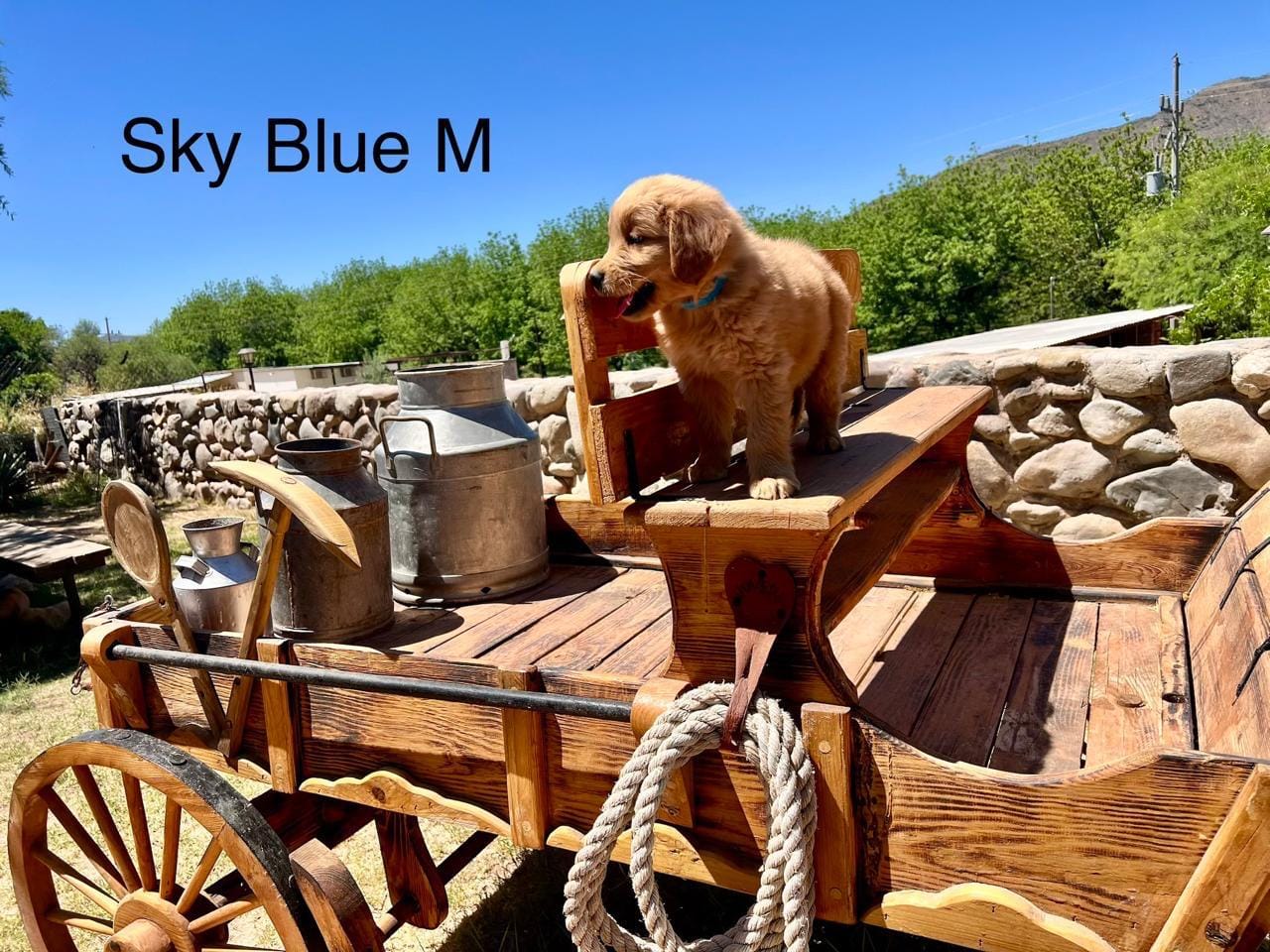 Sky Blue – Golden Retriever puppy for sale in Tucson, AZ
