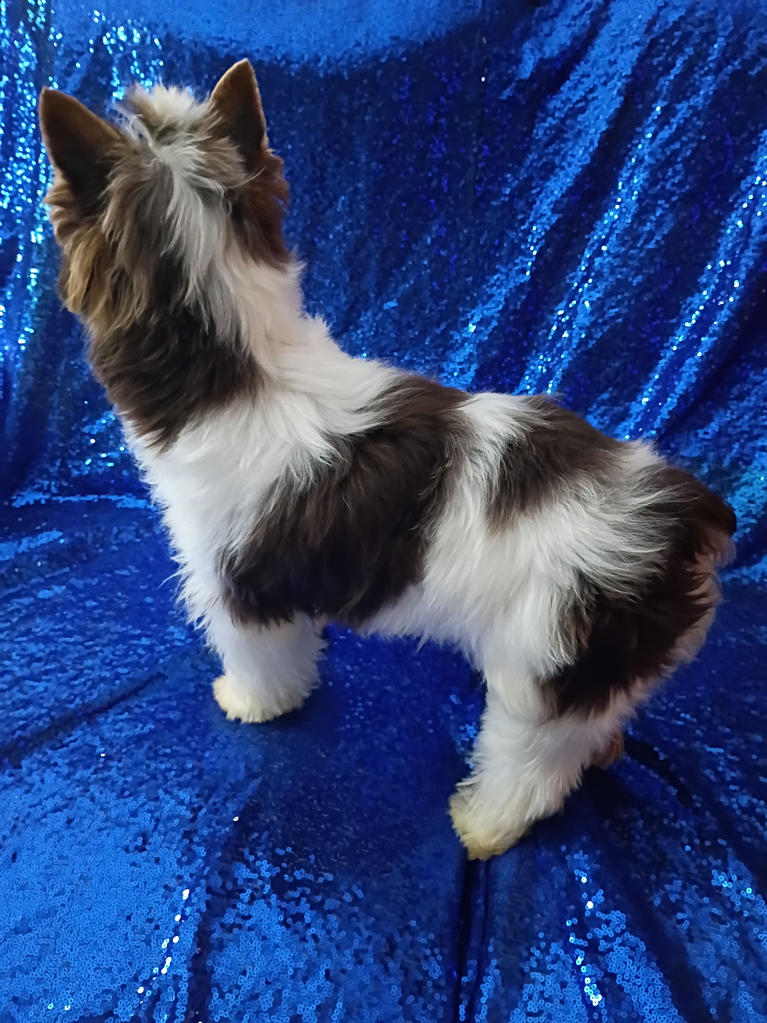 Ace Parti Boy – Yorkshire Terrier puppy for sale in Pembroke Pines, FL