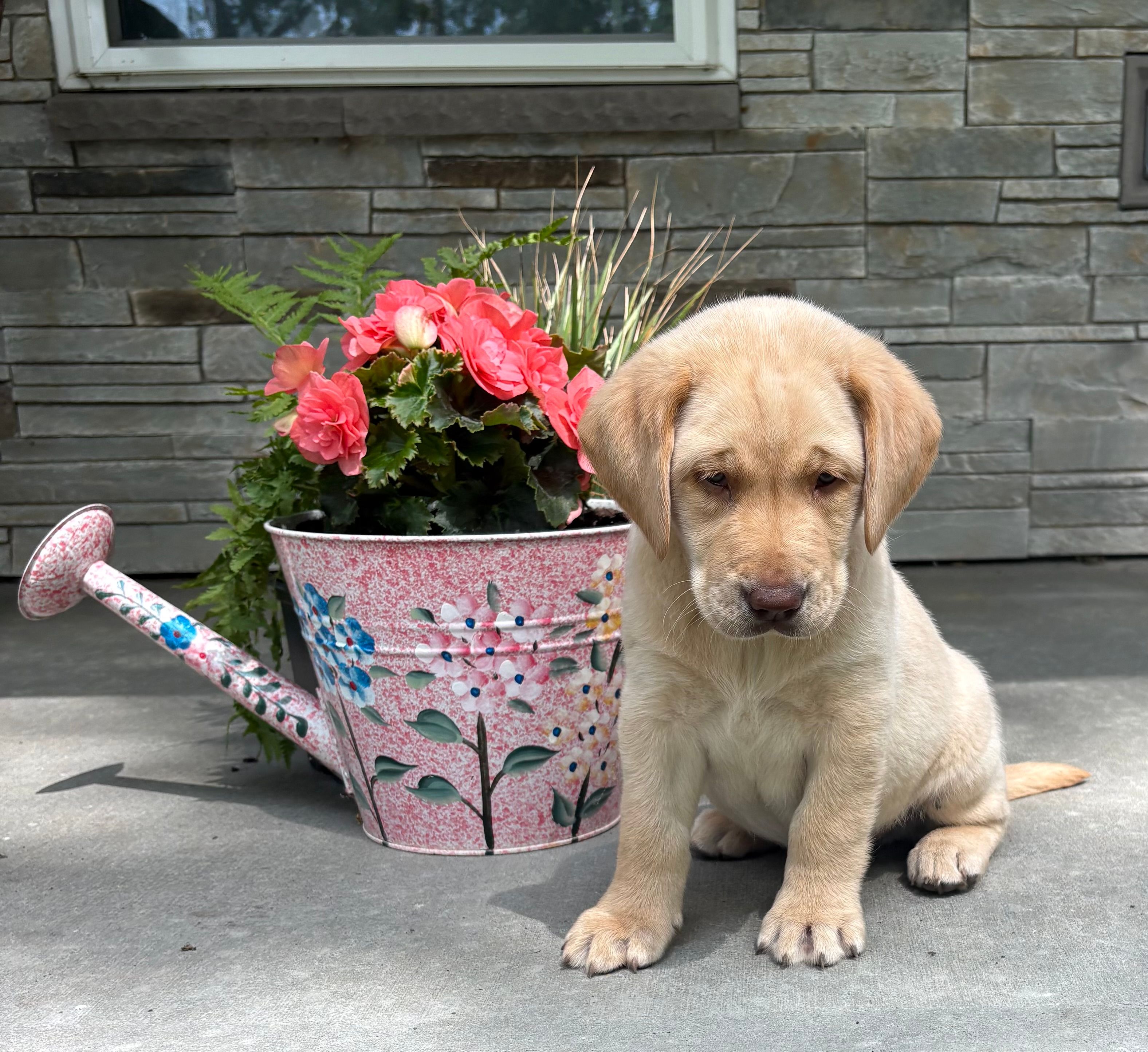 Prince – Labrador Retriever puppy for sale in Atwood, IL