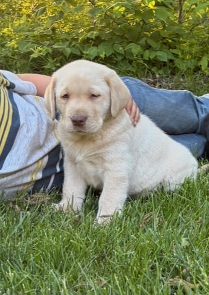 Bear – Labrador Retriever puppy for sale in Atwood, IL