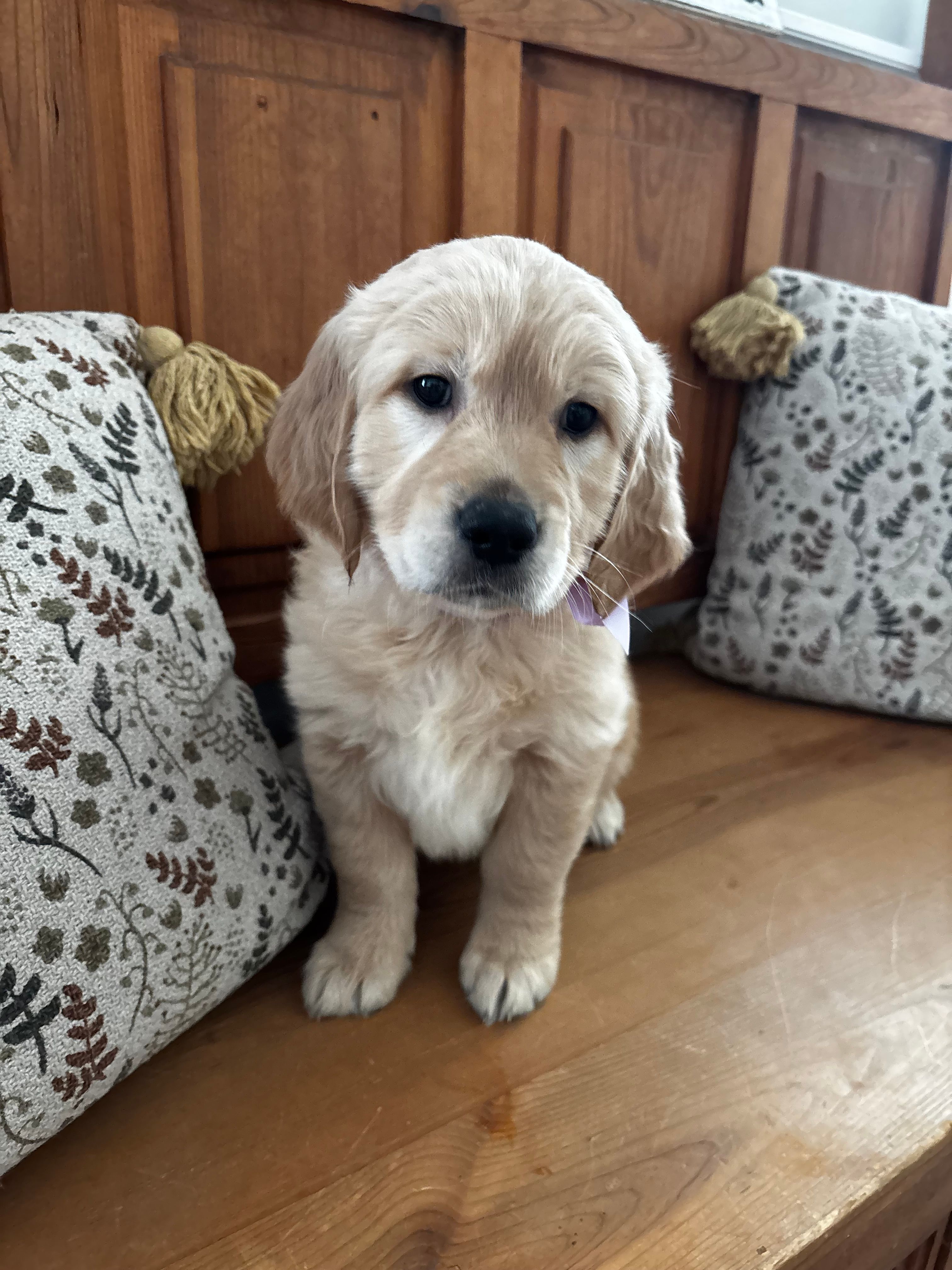 Purple Girl  – Golden Retriever puppy for sale in Camp Verde, AZ