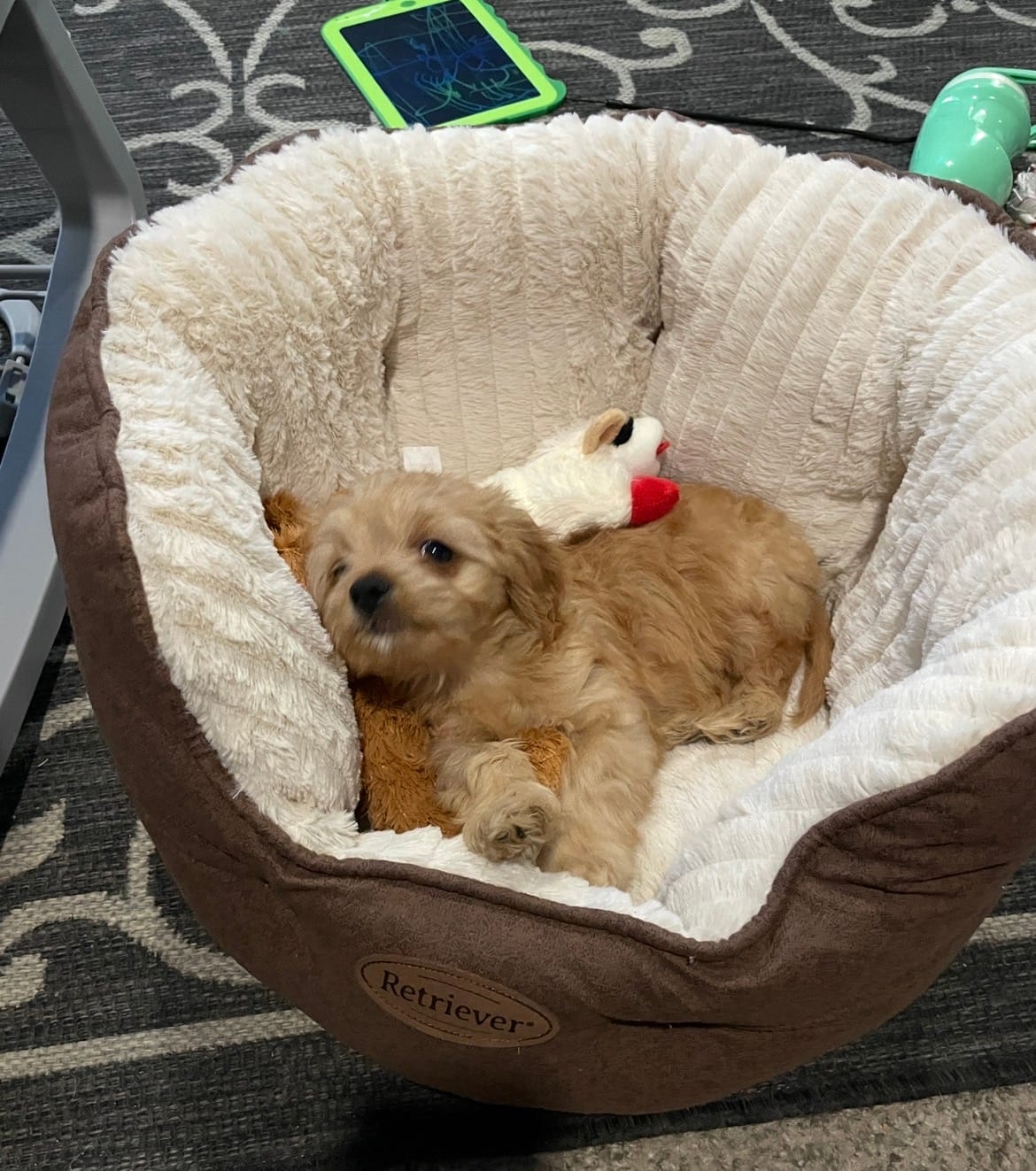 Hunter – Cavapoo puppy for sale in Omaha, NE