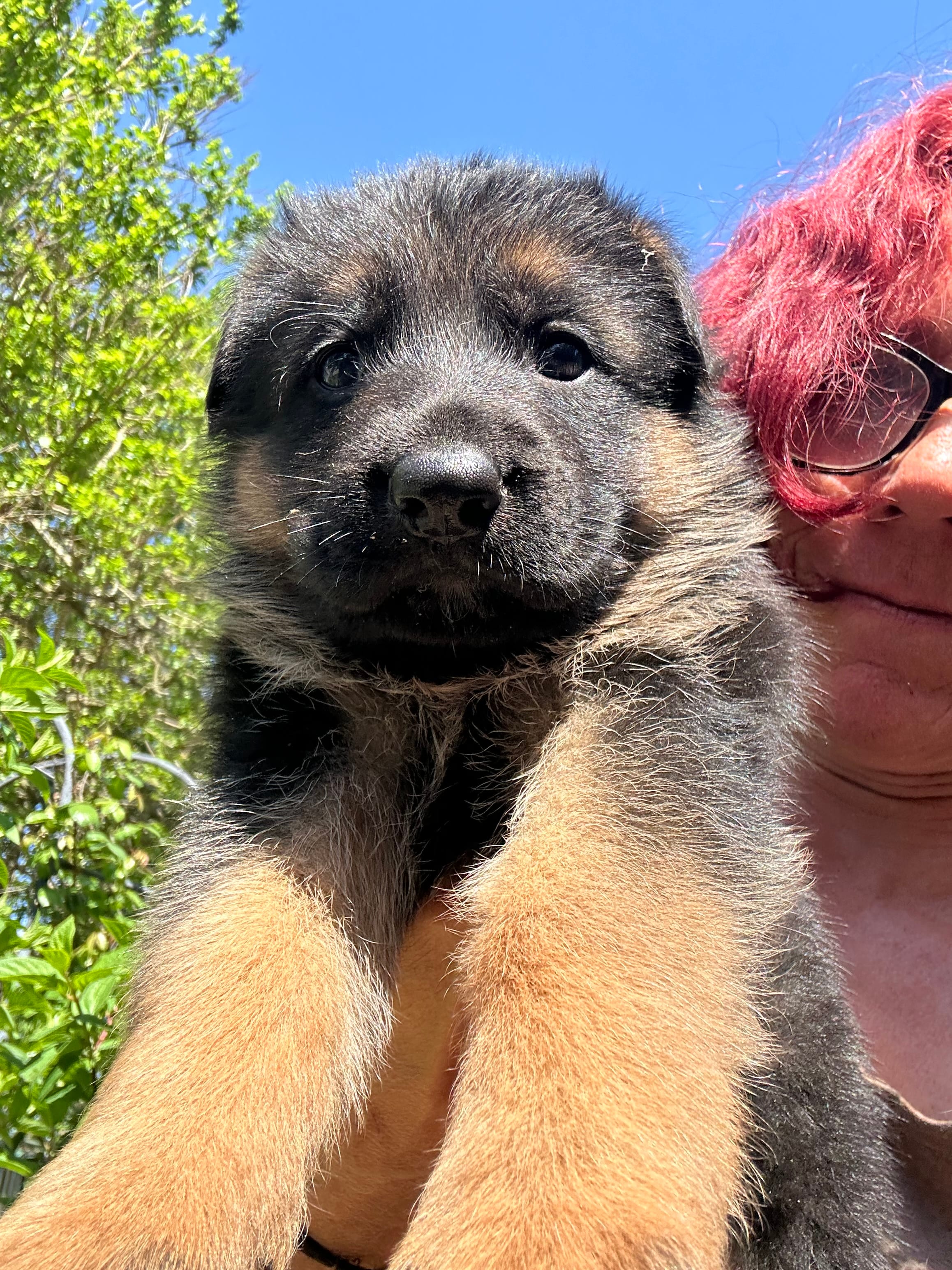 Rocky – German Shepherd Dog puppy for sale in Hodgenville, KY