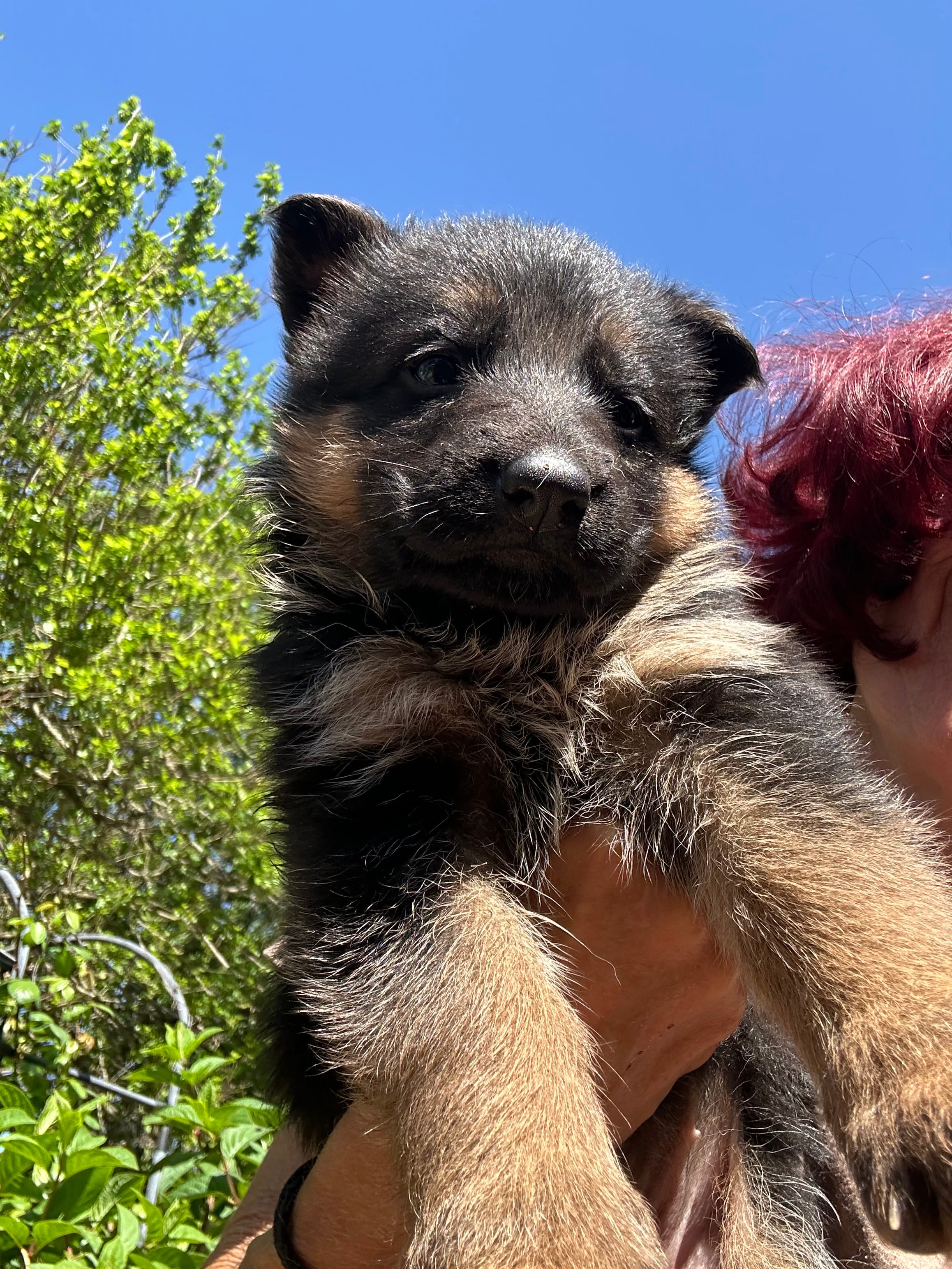 Layla – German Shepherd Dog puppy for sale in Hodgenville, KY