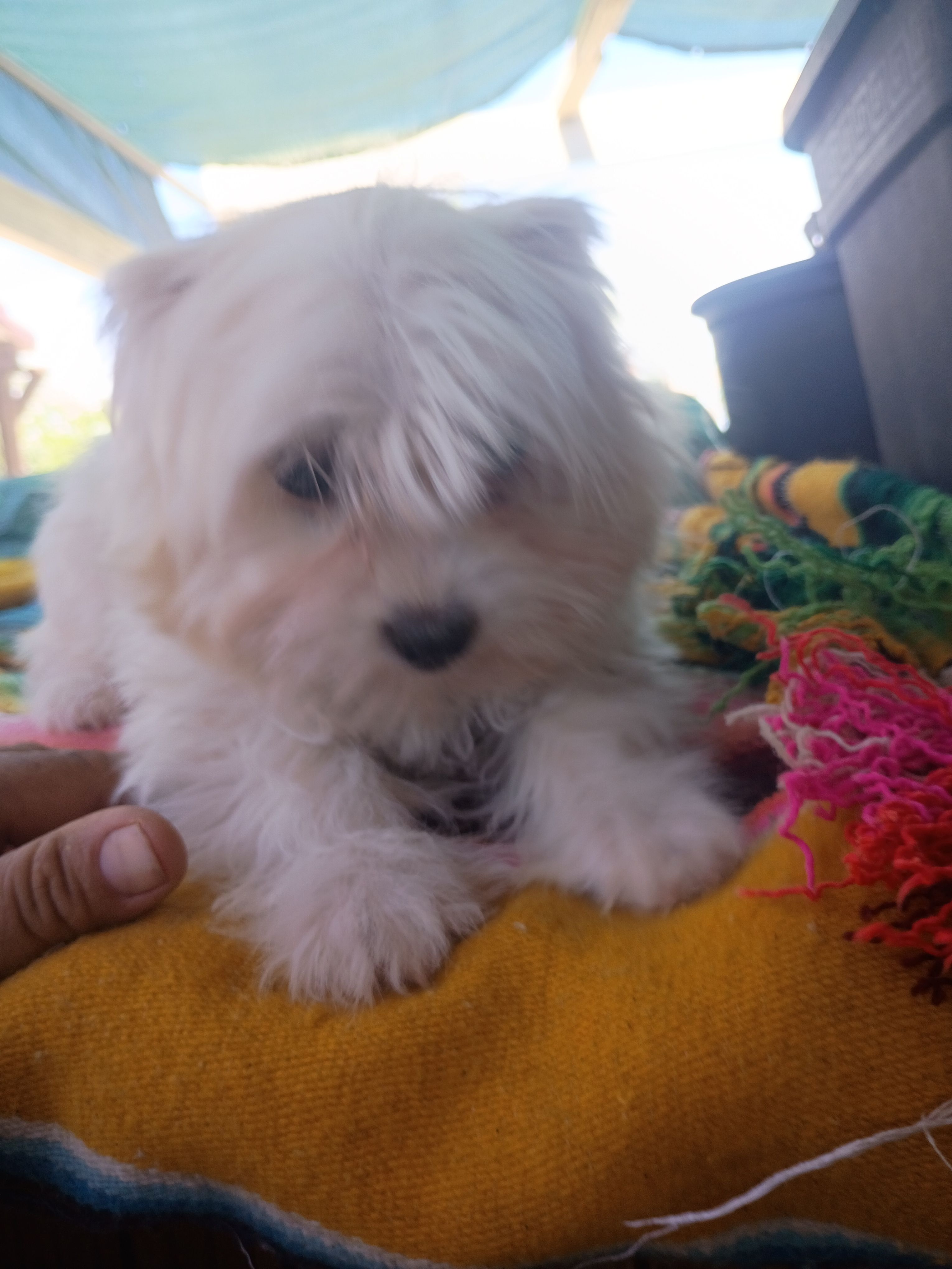 Lucy – Maltipoo puppy for sale in Apple Valley, CA