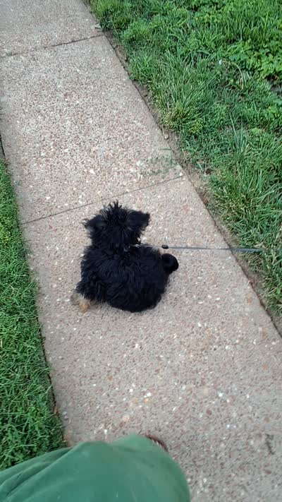Jay, a male Yorkshire Terrier and Poodle - Standard  for sale in St. Louis, MO – 2 of 5