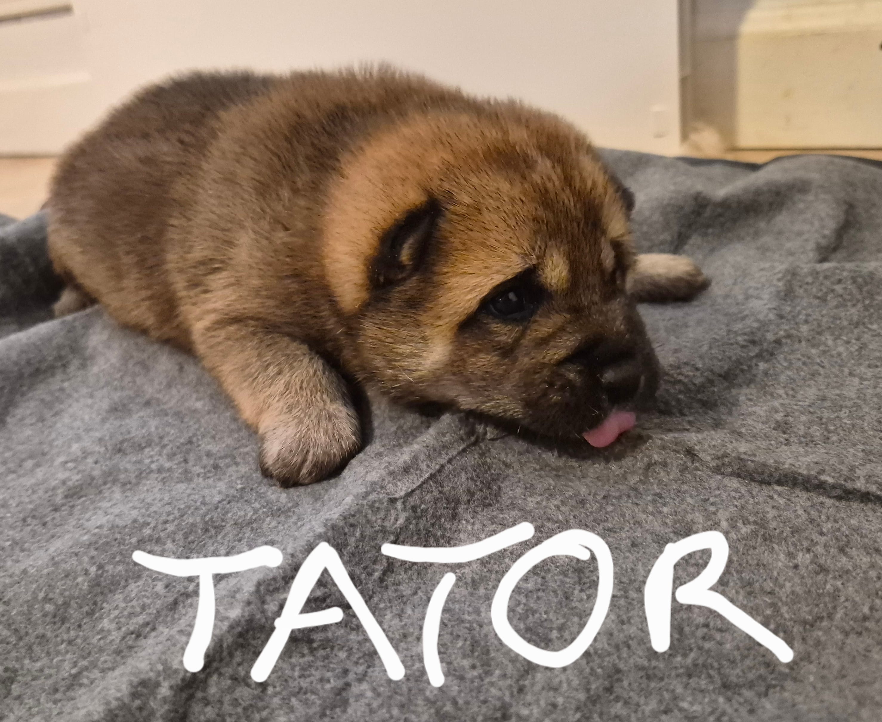 Tator – Shiba Inu puppy for sale in Pinson, AL
