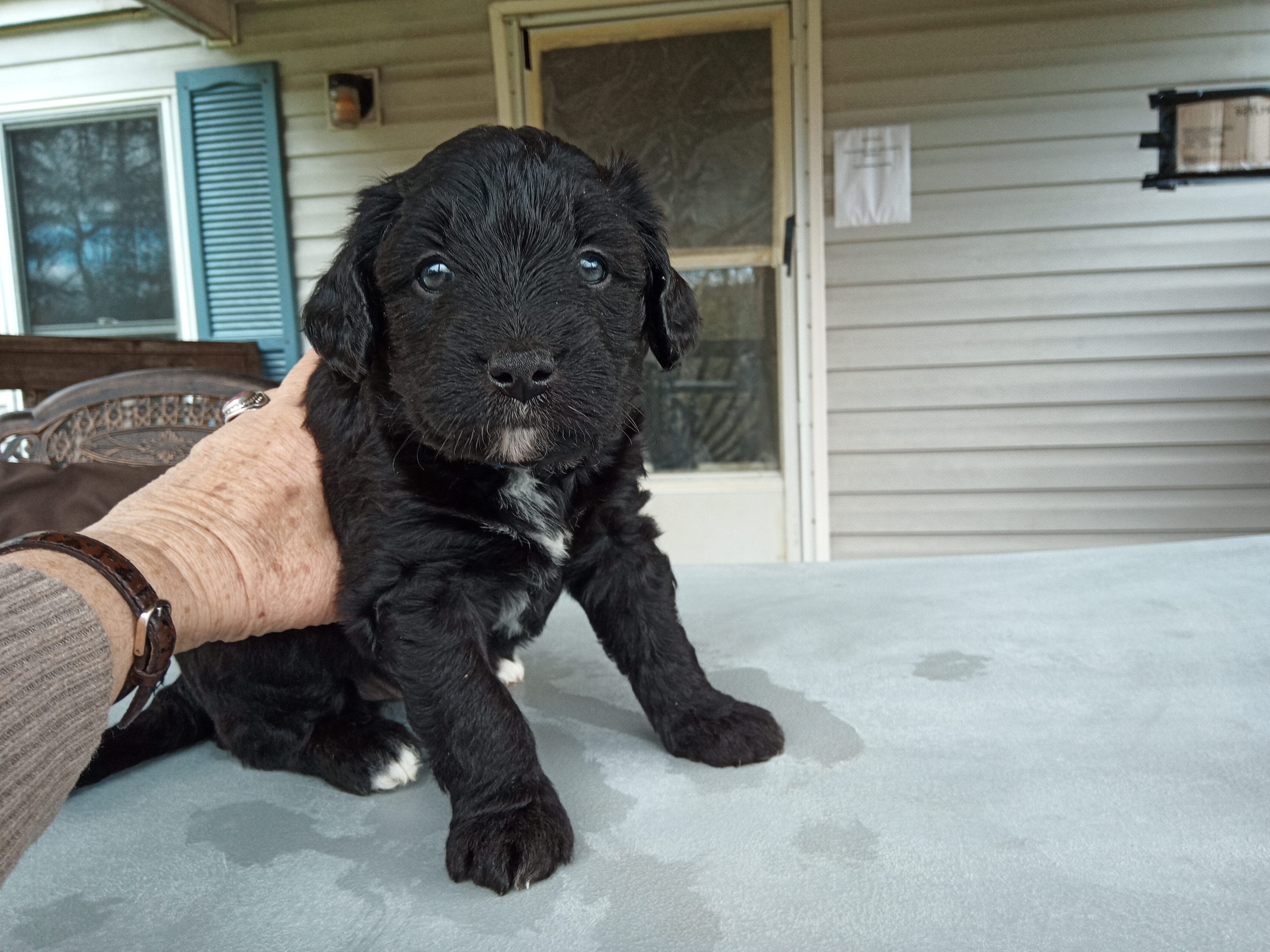 Australian Shepherd Mix Male #1 – Australian Shepherd, Barbet puppy for sale in Monterey, VA