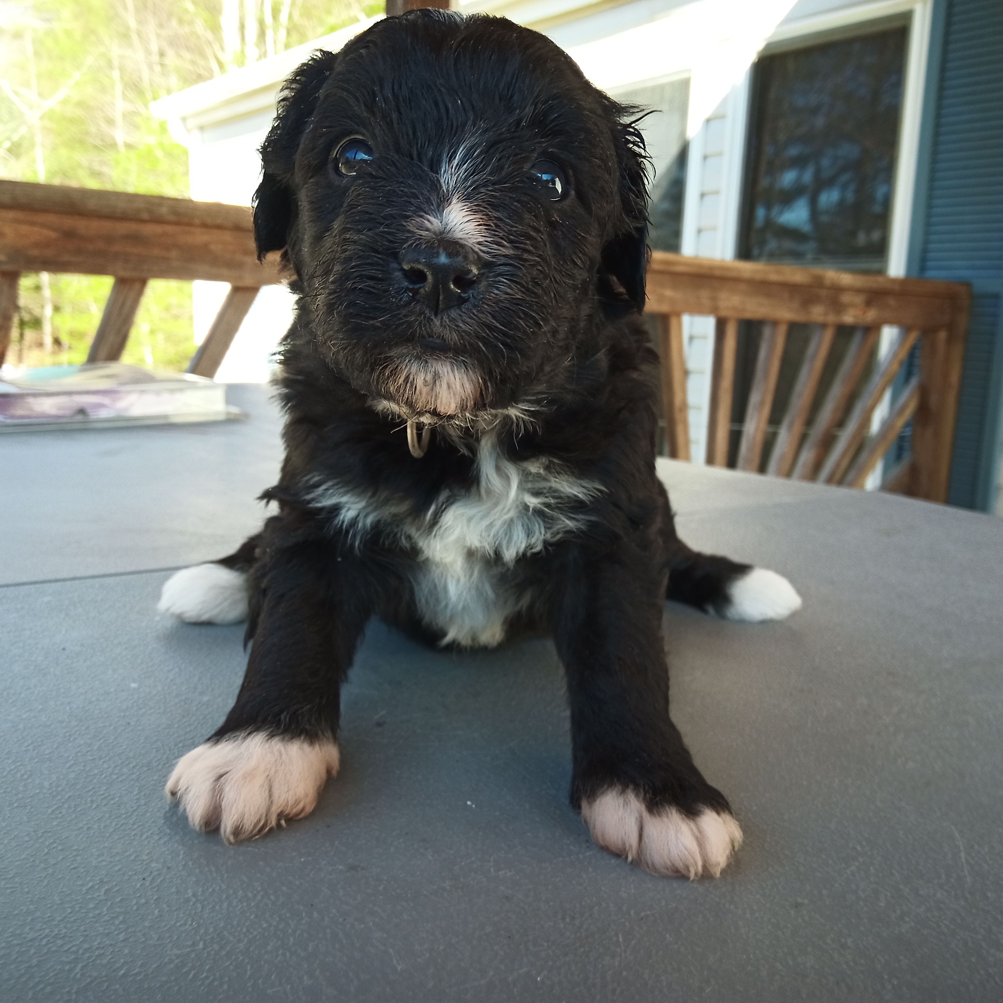 Barbet mix girl #3 – Barbet puppy for sale in Monterey, VA
