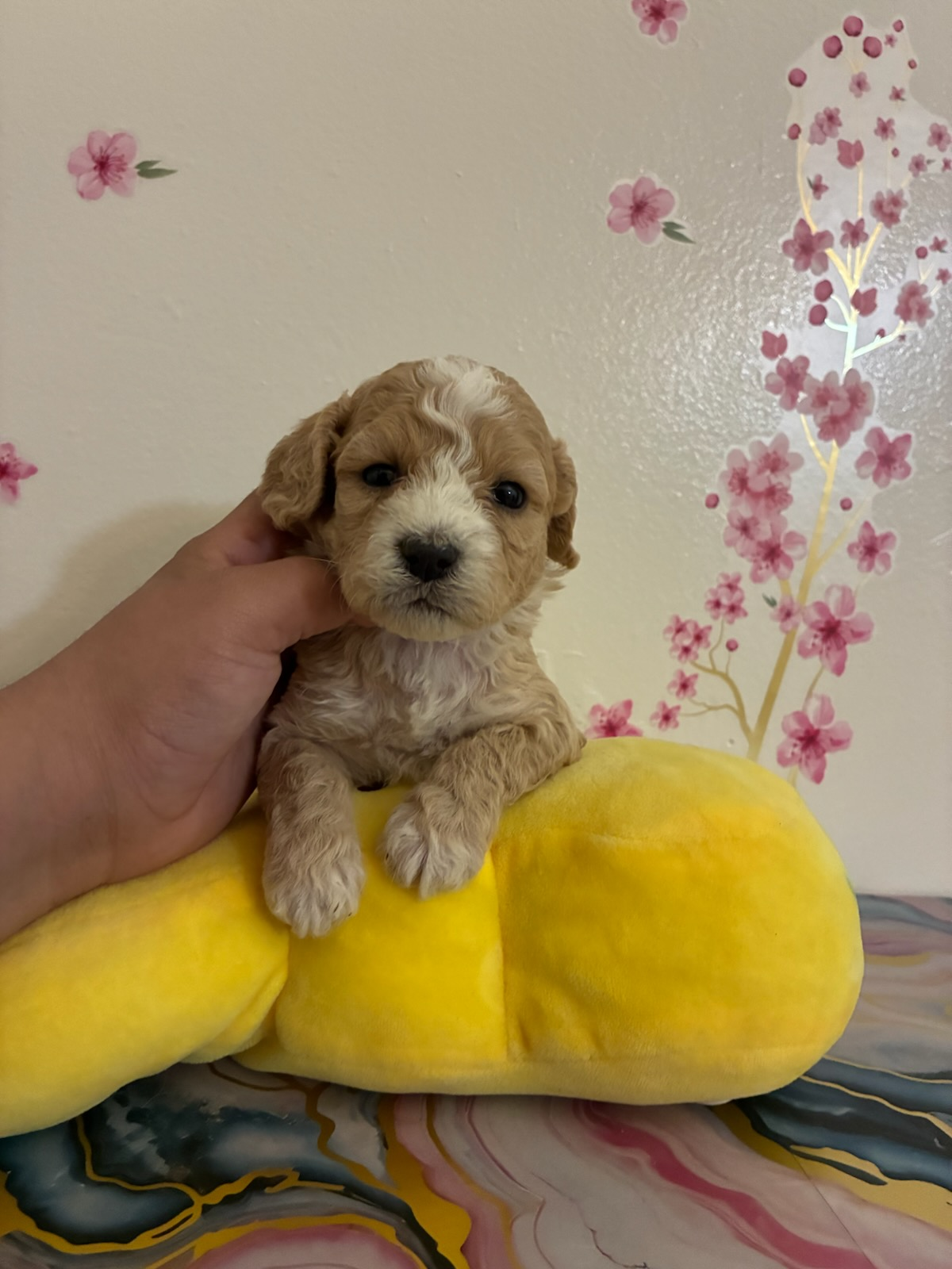 Rich  – Poodle - Toy  puppy for sale in Beverly Hills, CA