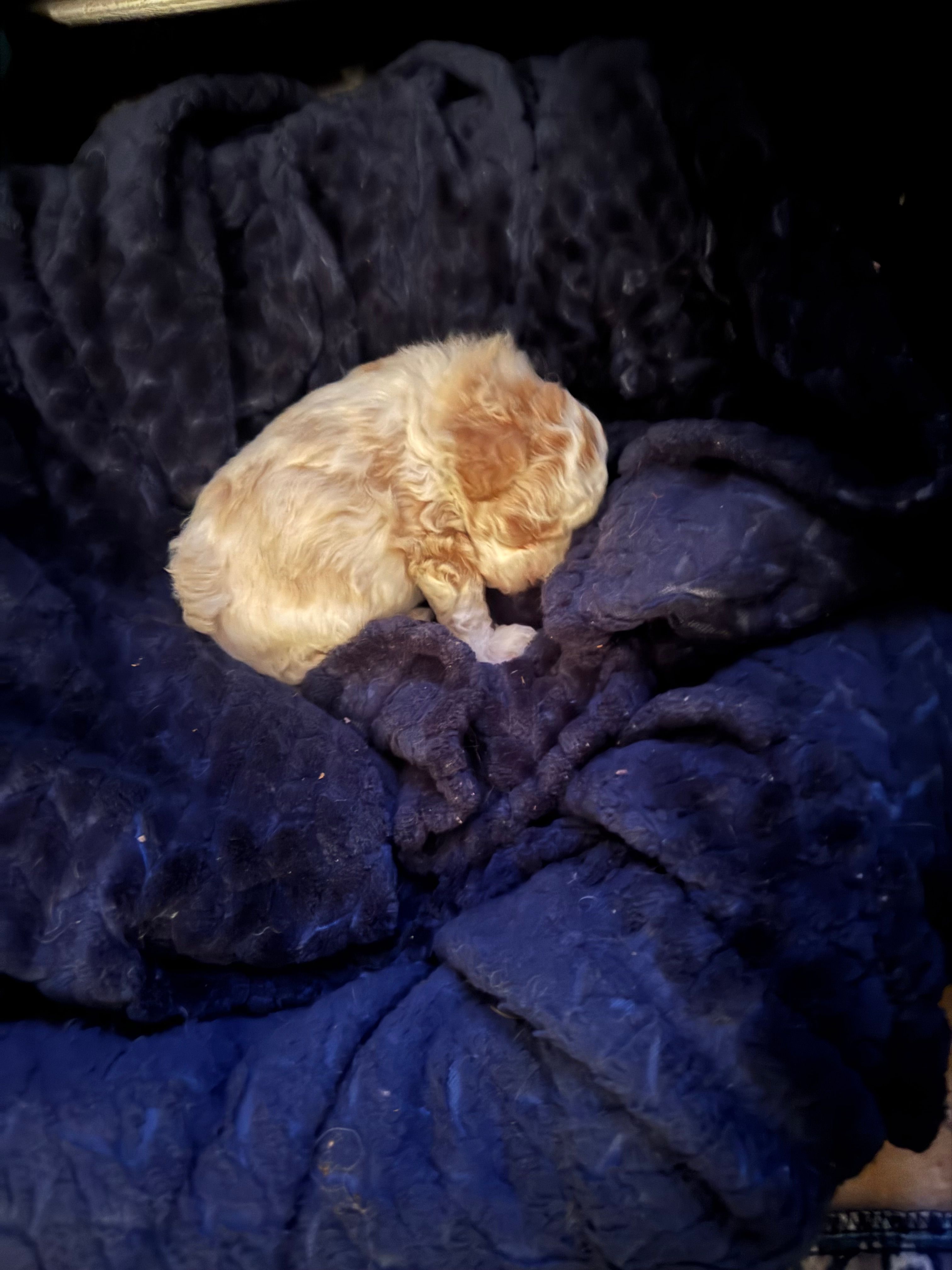 Missy – Poodle - Toy  puppy for sale in Birmingham, AL