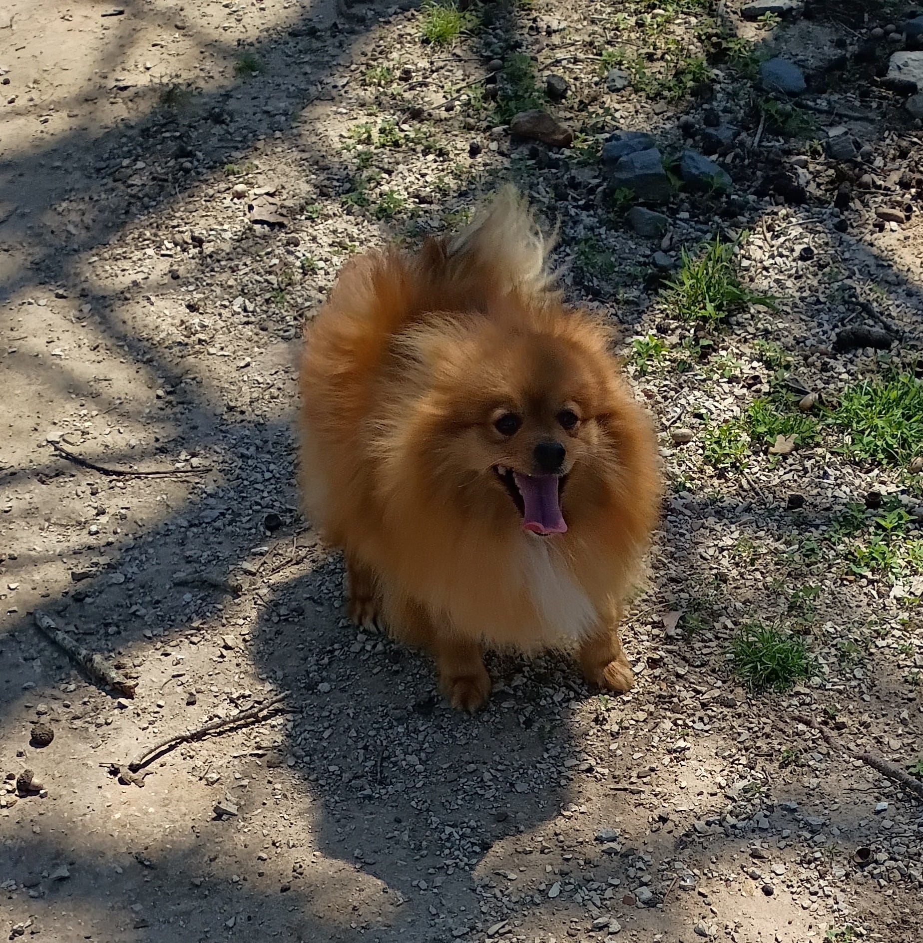 Tanger Fire  – Pomeranian puppy for sale in Prim, AR