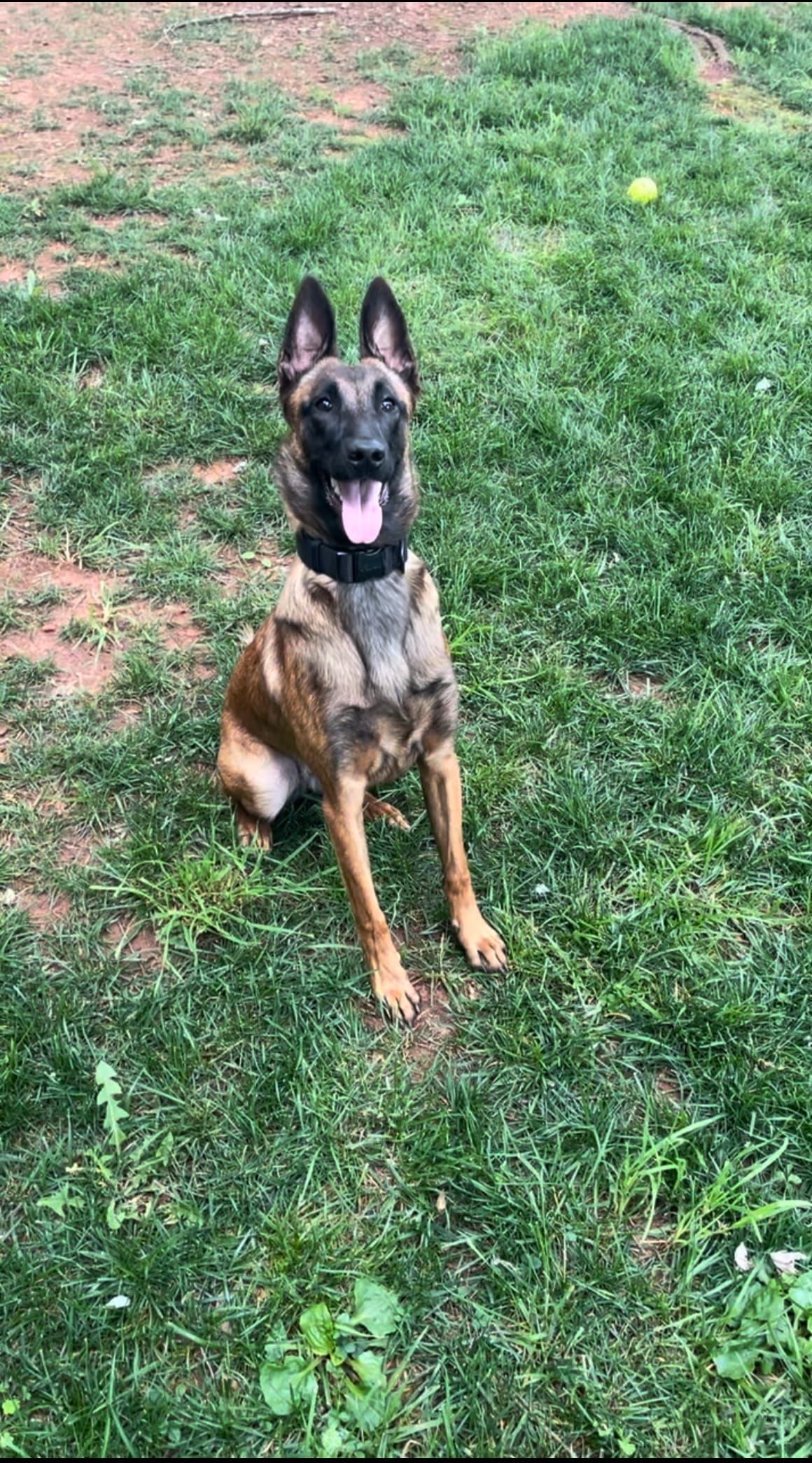 Nova – Belgian Malinois puppy for sale in King, NC