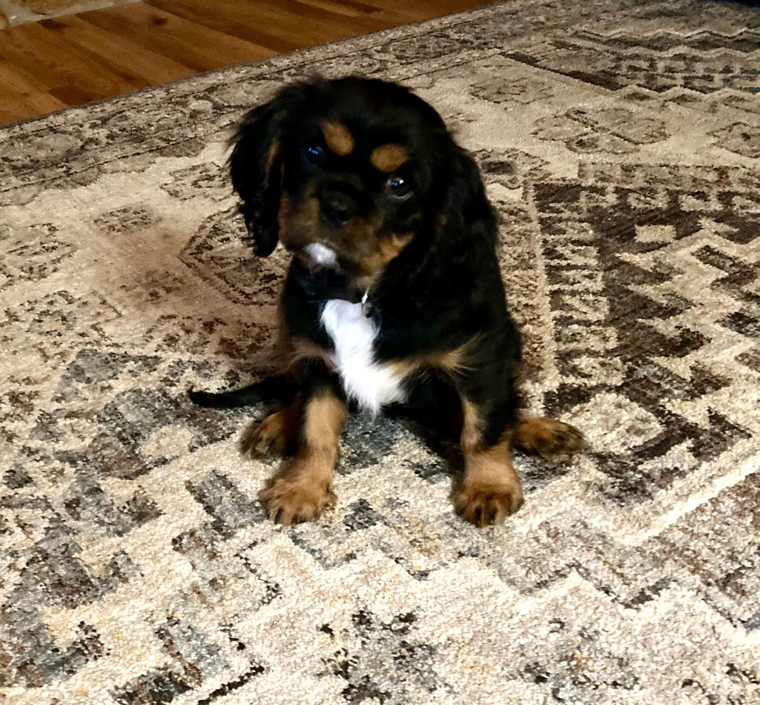 Lucy – Cavalier King Charles Spaniel puppy for sale in Delphi, IN