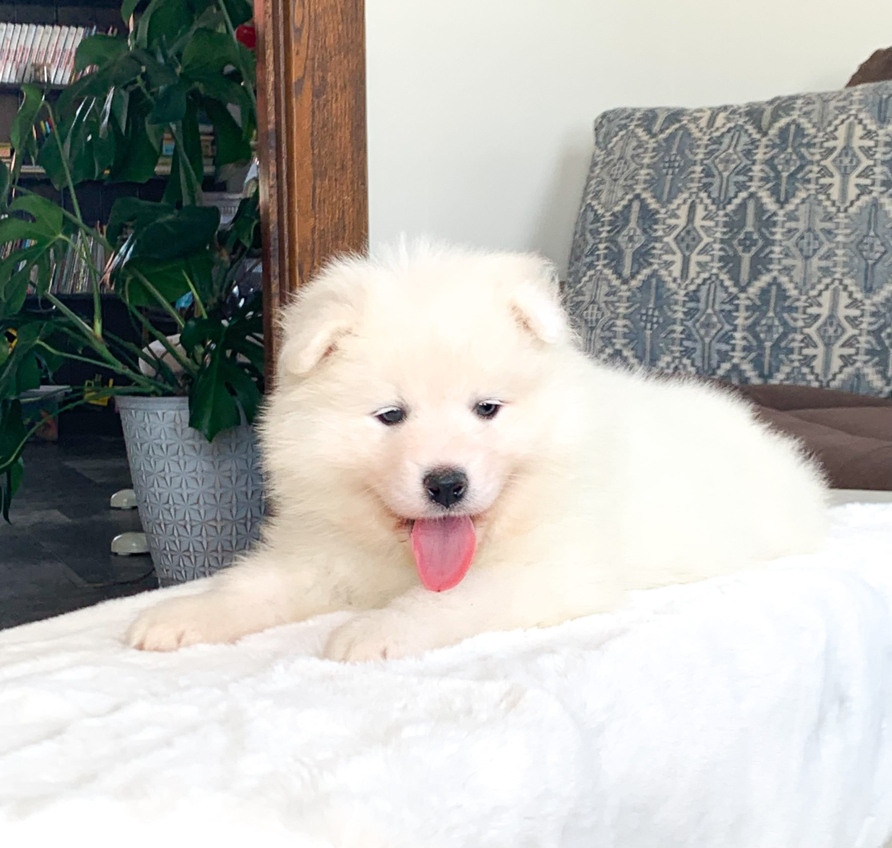 Fifi – Samoyed puppy for sale in Neillsville, WI