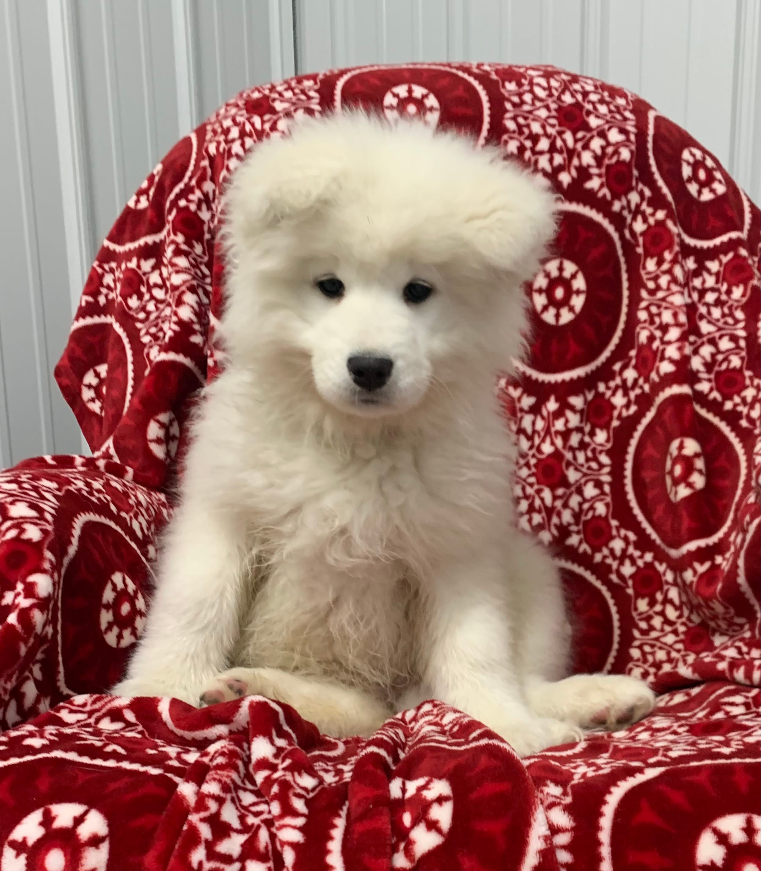 Bia – Samoyed puppy for sale in Neillsville, WI