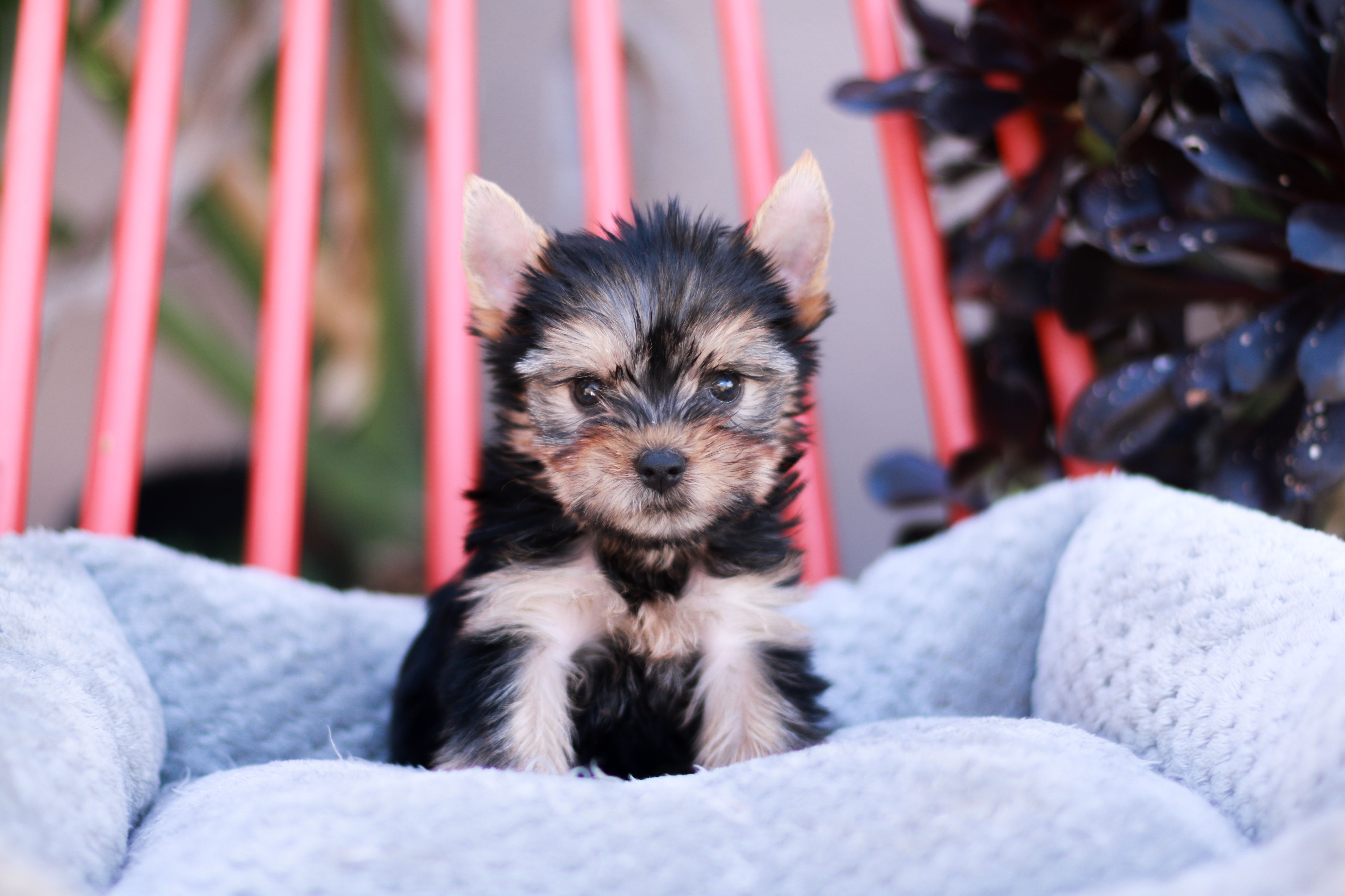 Gorgeous Girl – Yorkshire Terrier puppy for sale in Stanton, CA