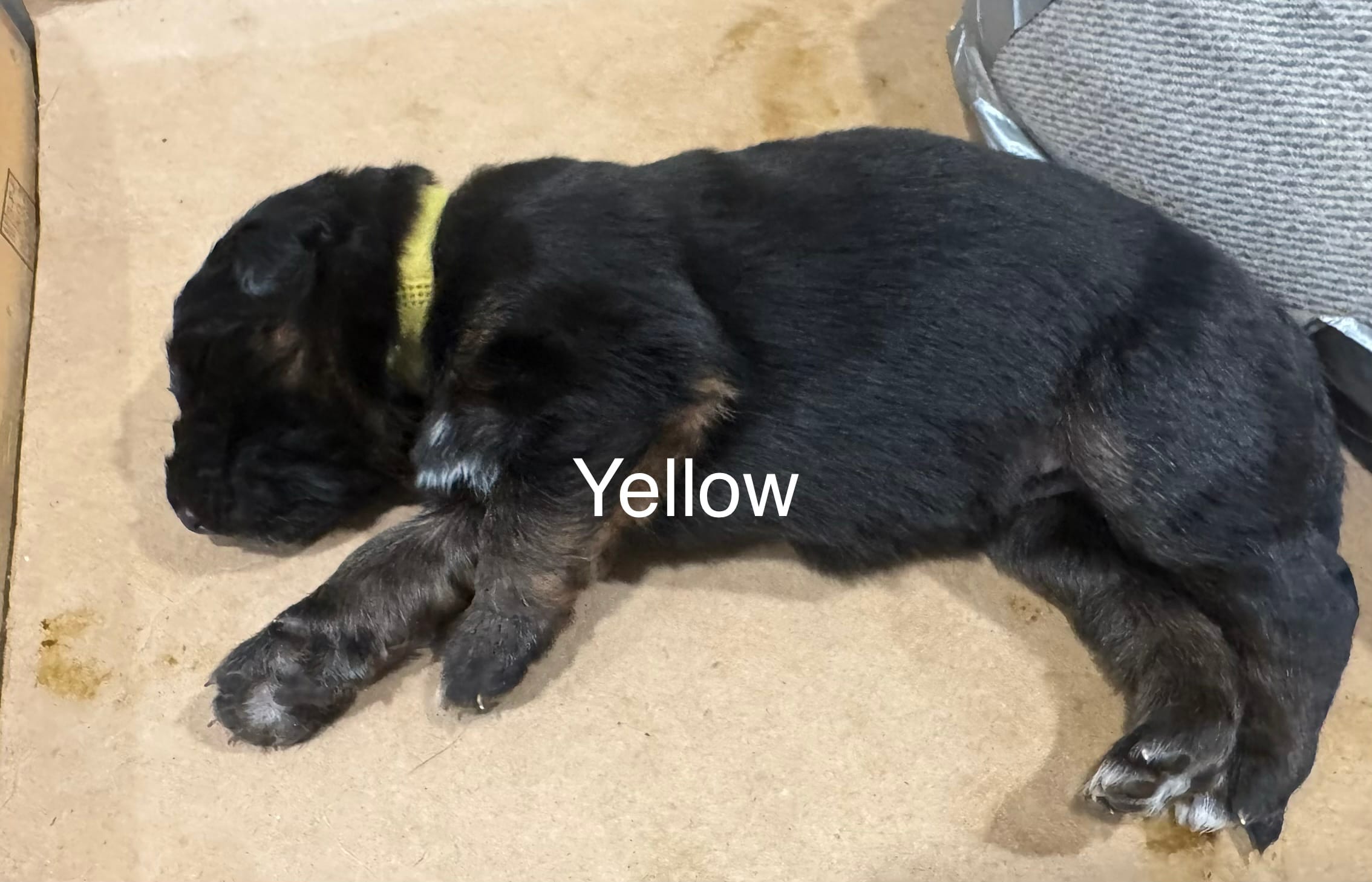 Yellow – German Shepherd Dog puppy for sale in Dighton, MA