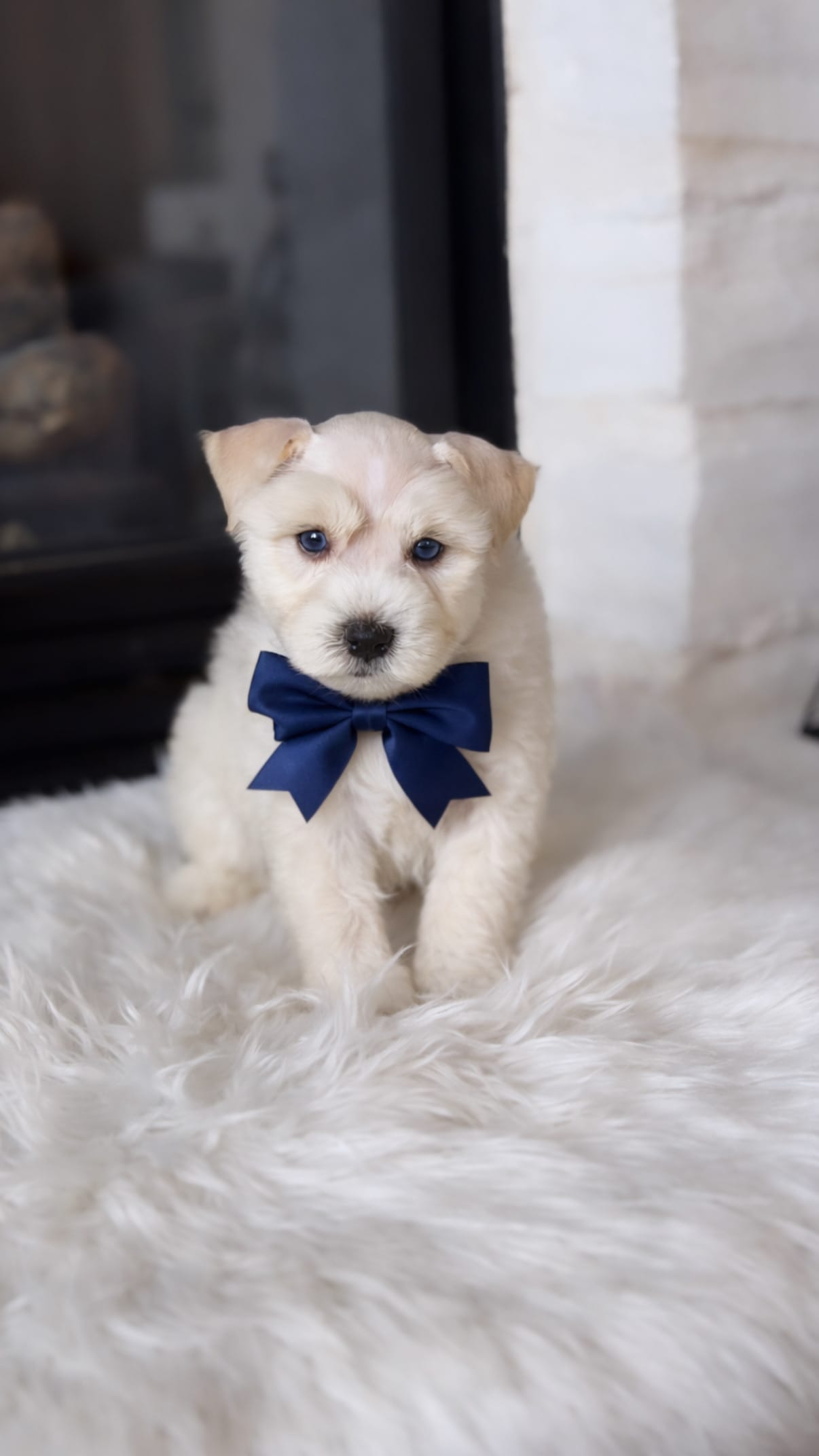 AKC Preston  – Miniature Schnauzer puppy for sale in Houston, TX