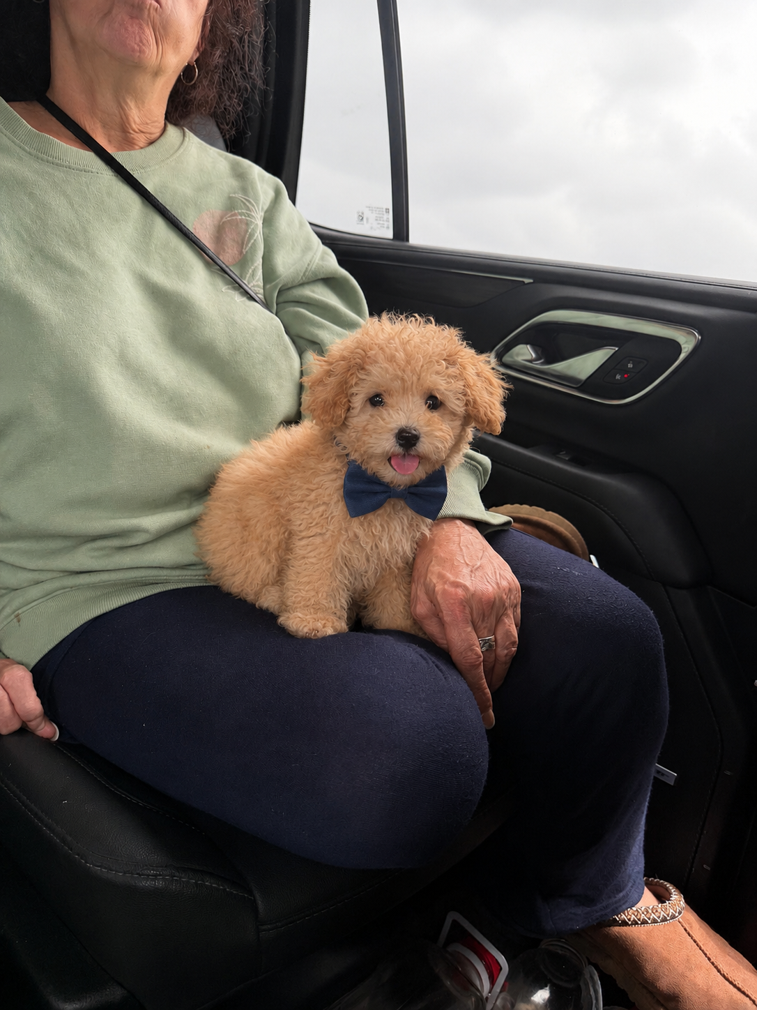 Charlie  – Poodle - Toy  puppy for sale in Houston, TX