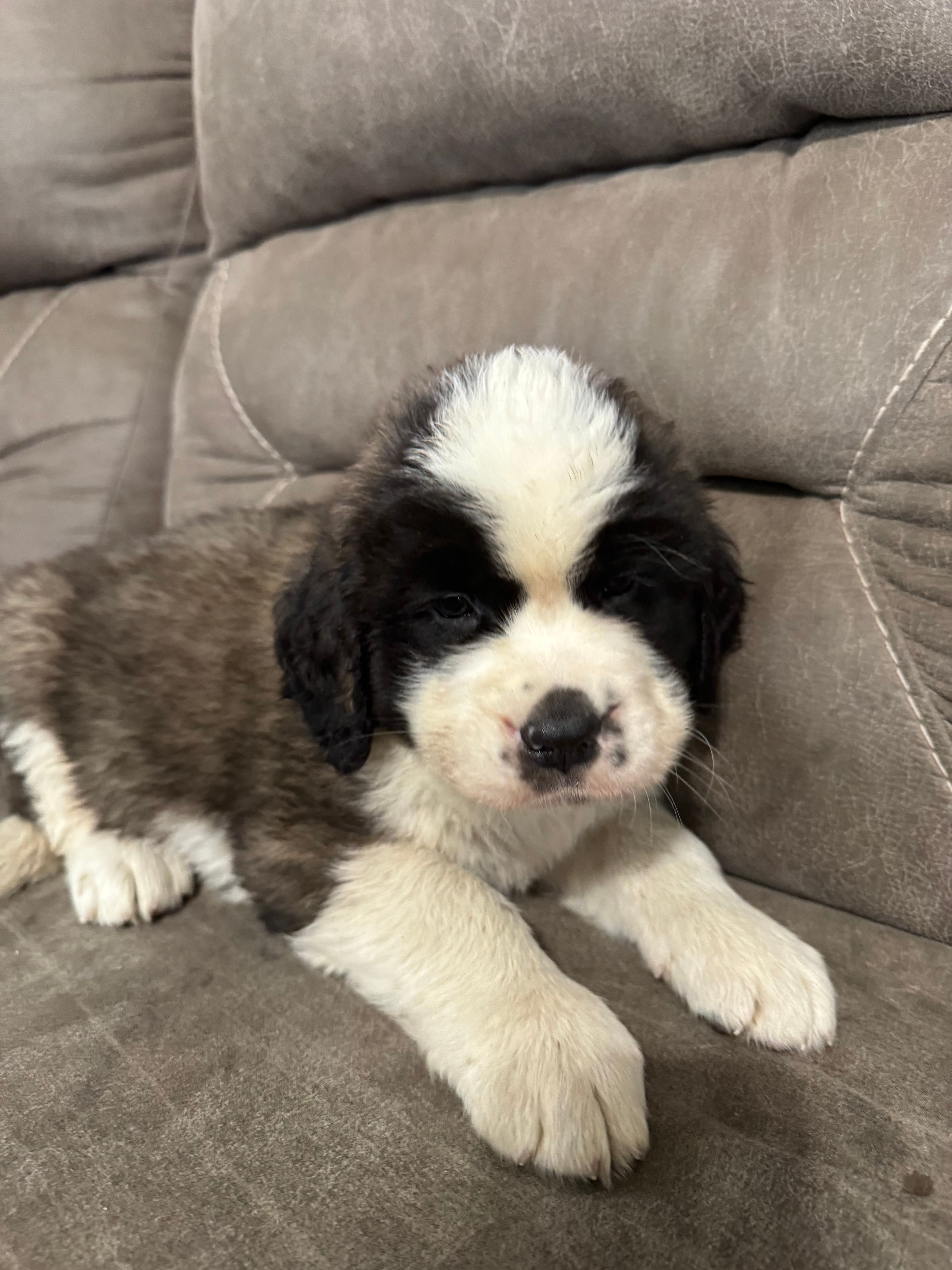 Grizzly  – Saint Bernard puppy for sale in Ionia, IA
