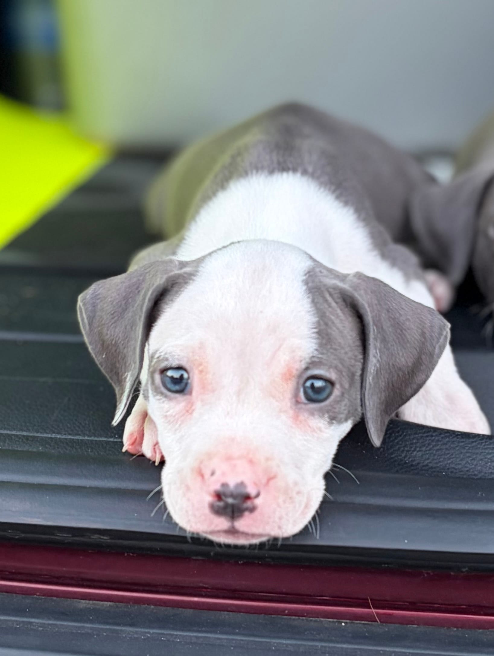Female – American Bully, American Pit Bull Terrier puppy for sale in Stockbridge, GA