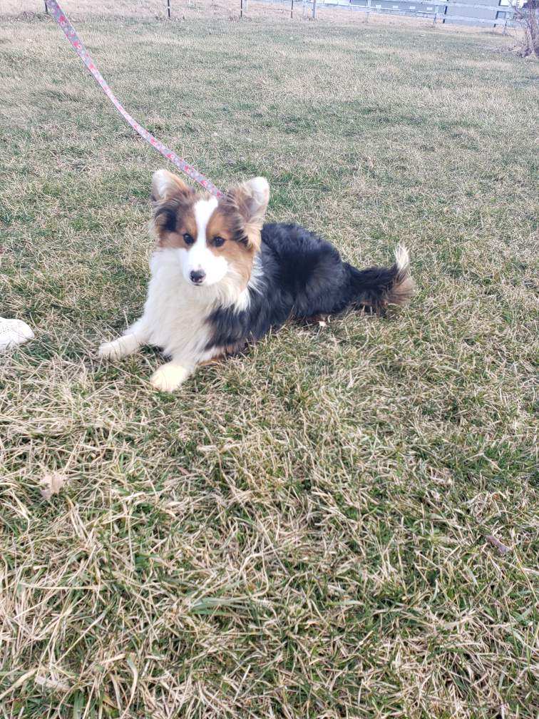 Batman, Fluffy Boy – Pembroke Welsh Corgi puppy for sale in Milton, WI