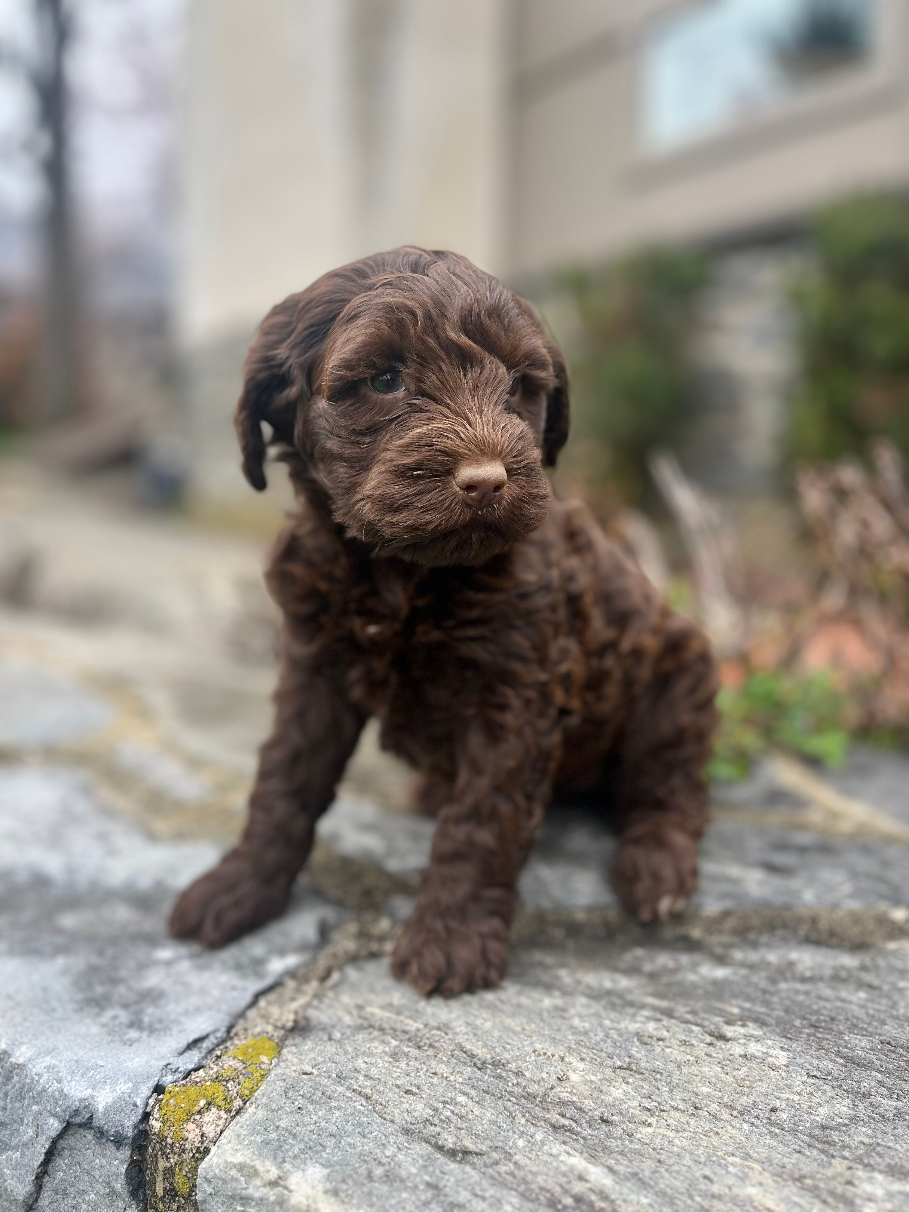 Maggie – Portuguese Water Dog puppy for sale in Lancaster, PA