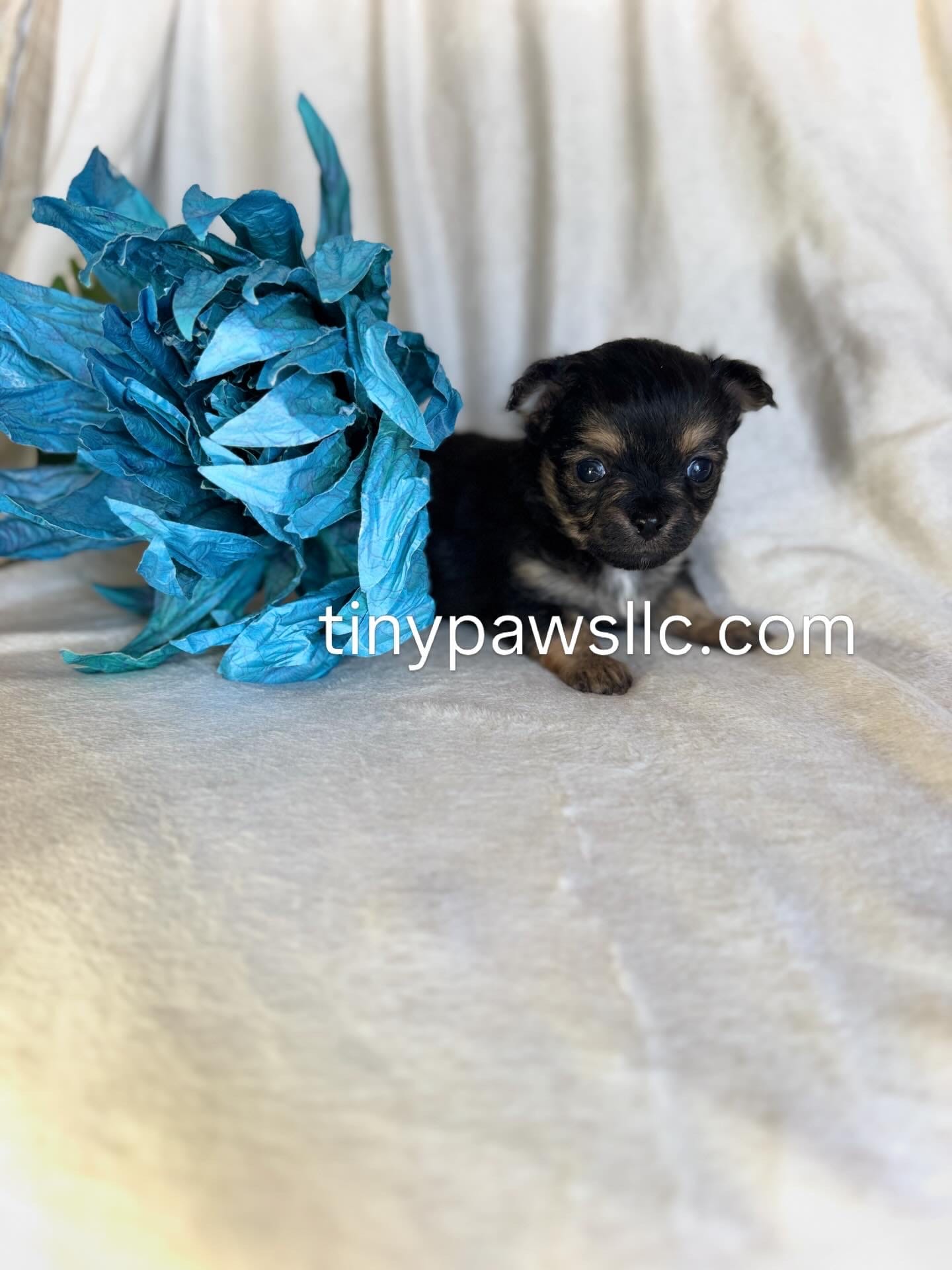 Niles  – Chihuahua puppy for sale in Saint Louis, MO