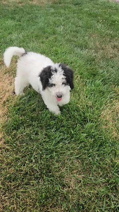 Boy 4 "Clifford", a male Miniature Bernedoodle for sale in Atlanta, IN – 2 of 10