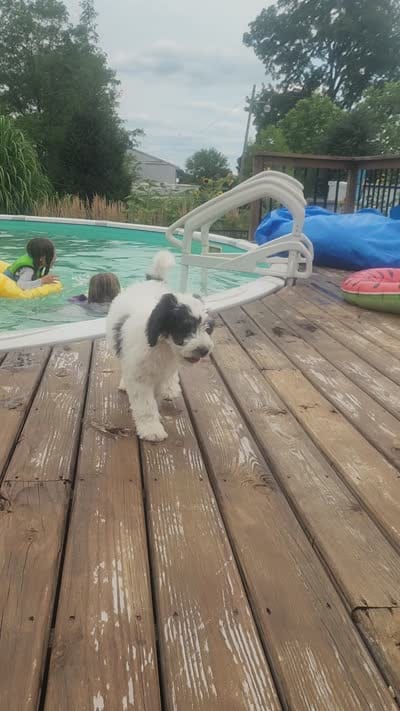 Boy 1 "Harlow", a male Miniature Bernedoodle for sale in Atlanta, IN – 2 of 8
